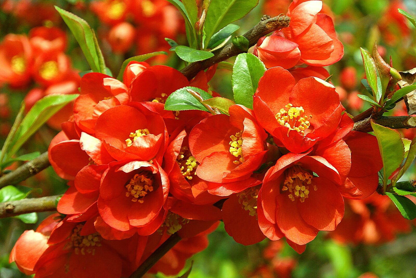 Samsung WB750 sample photo. Flowers quince, red, nature photography