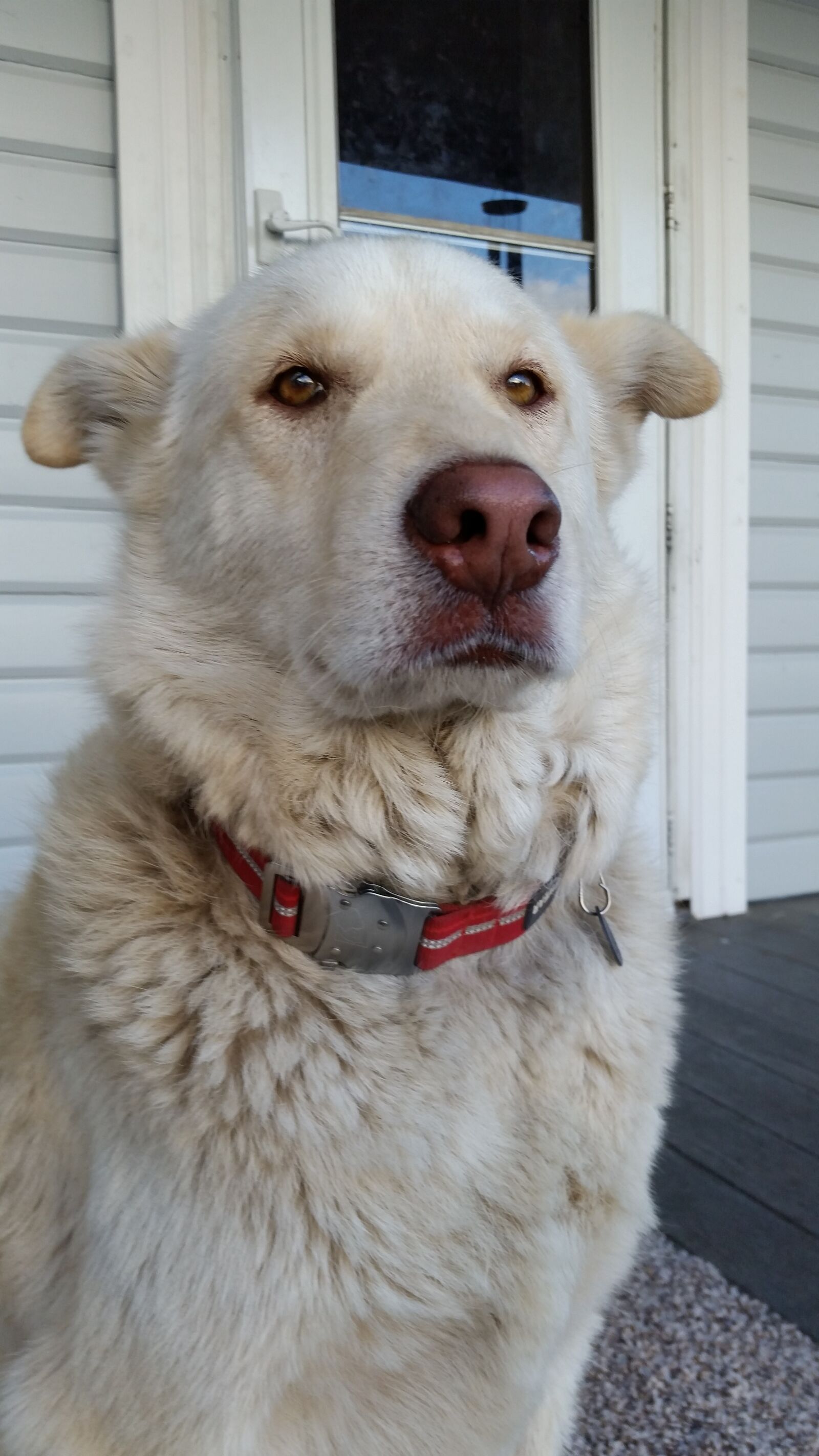 Samsung Galaxy S5 sample photo. Dogs, best friend, love photography