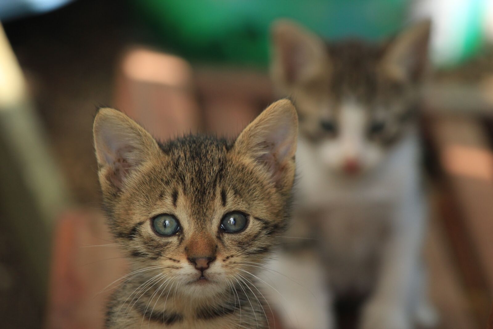 Canon EOS 550D (EOS Rebel T2i / EOS Kiss X4) sample photo. Cat, cute, animals photography