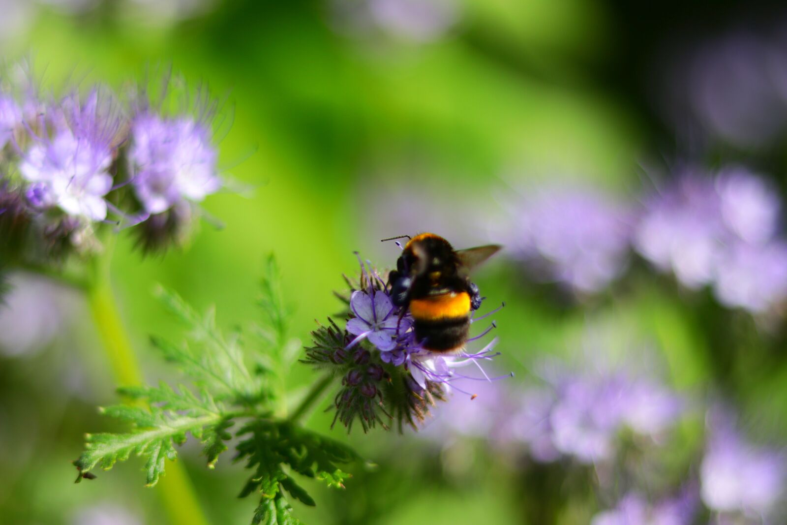 Canon EOS 80D + Canon EF 50mm F1.8 STM sample photo. Bee, nature, colours photography