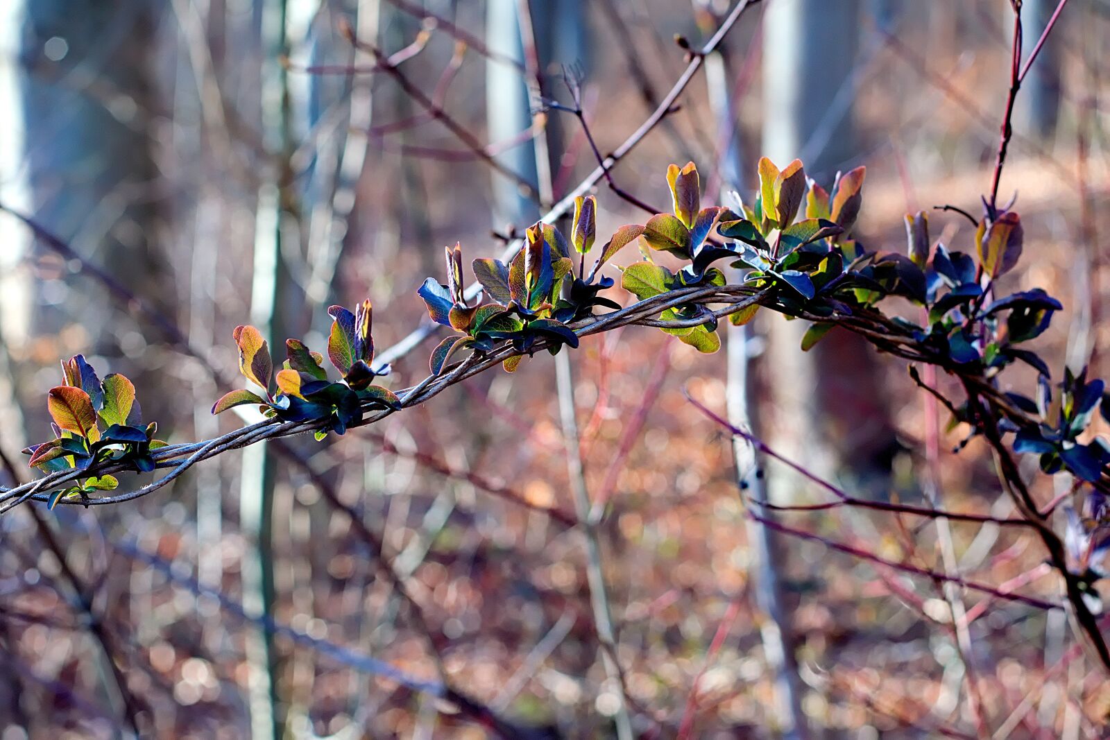 Nikon D3300 sample photo. Spring, first green, close photography