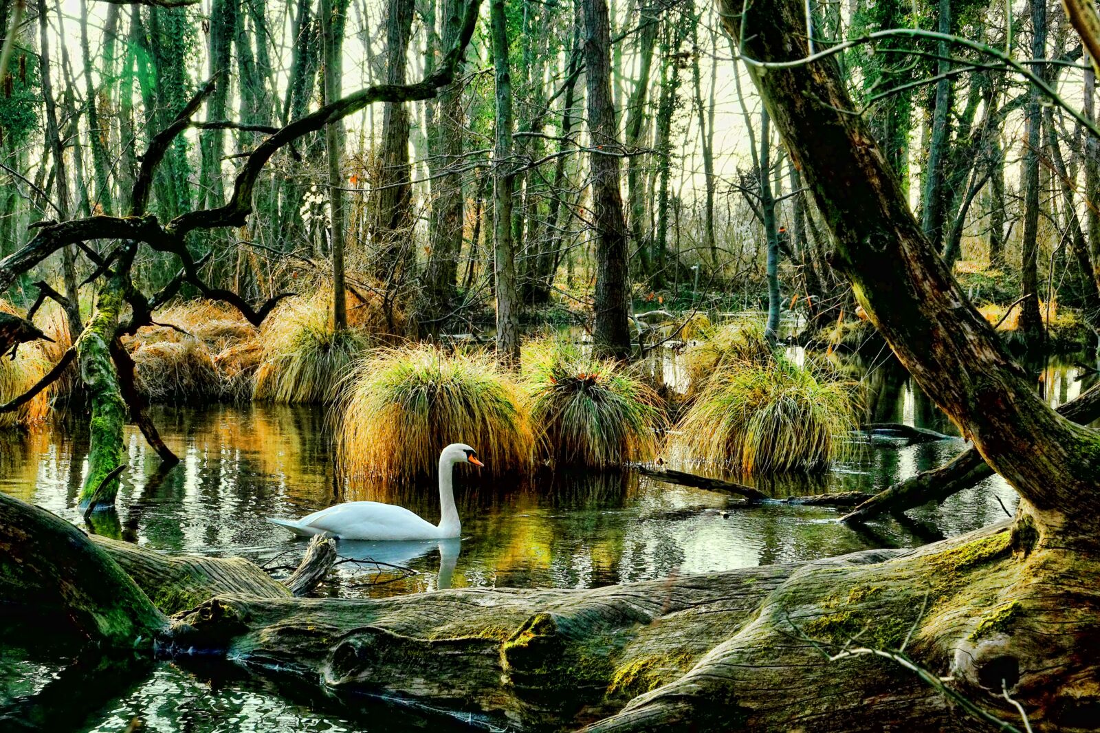 Sony Cyber-shot DSC-RX10 III sample photo. Swan, wood, nature photography