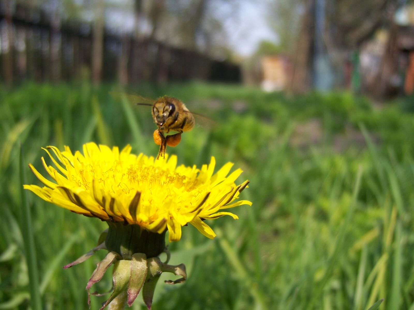 Kodak V550 ZOOM DIGITAL CAMERA sample photo. Bee, dandelion, pollen photography