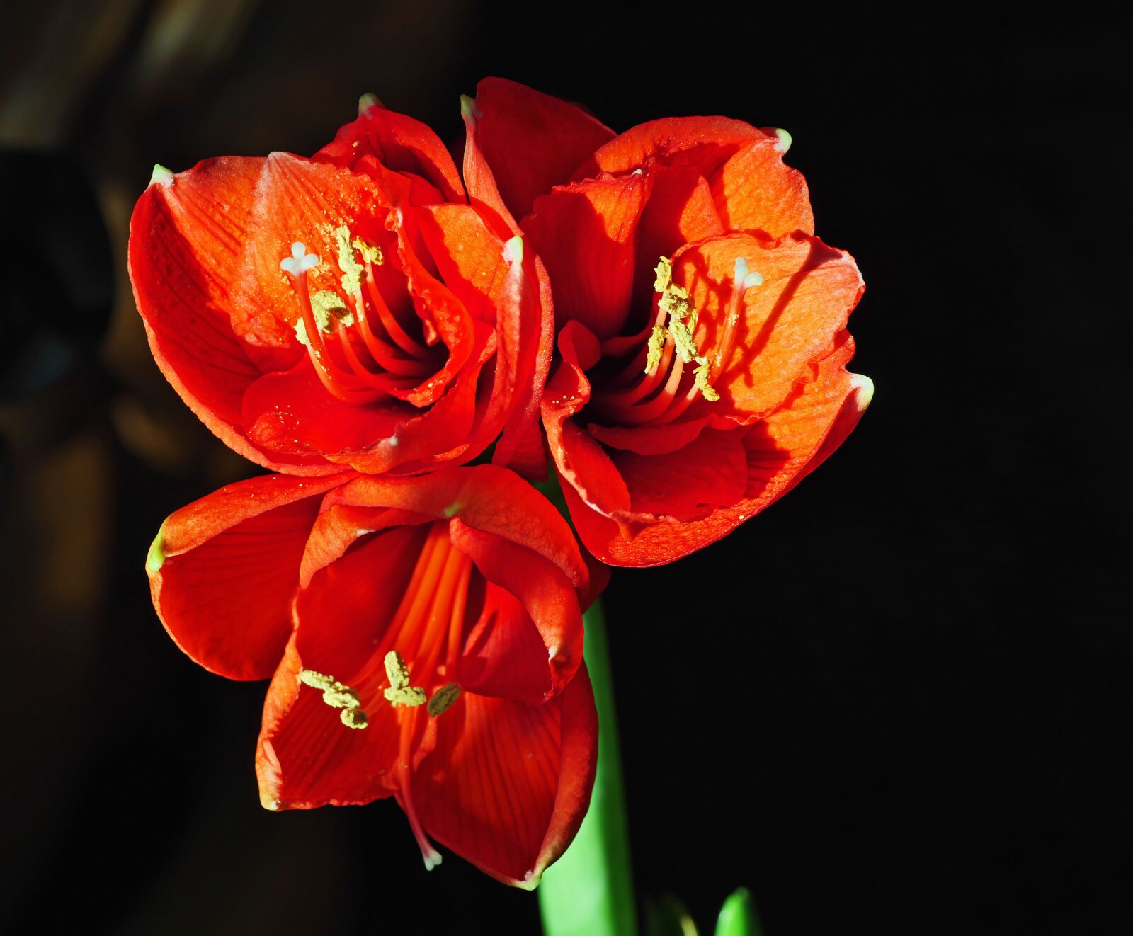 Panasonic Lumix DC-G9 sample photo. Amaryllis, flowers, flower photography