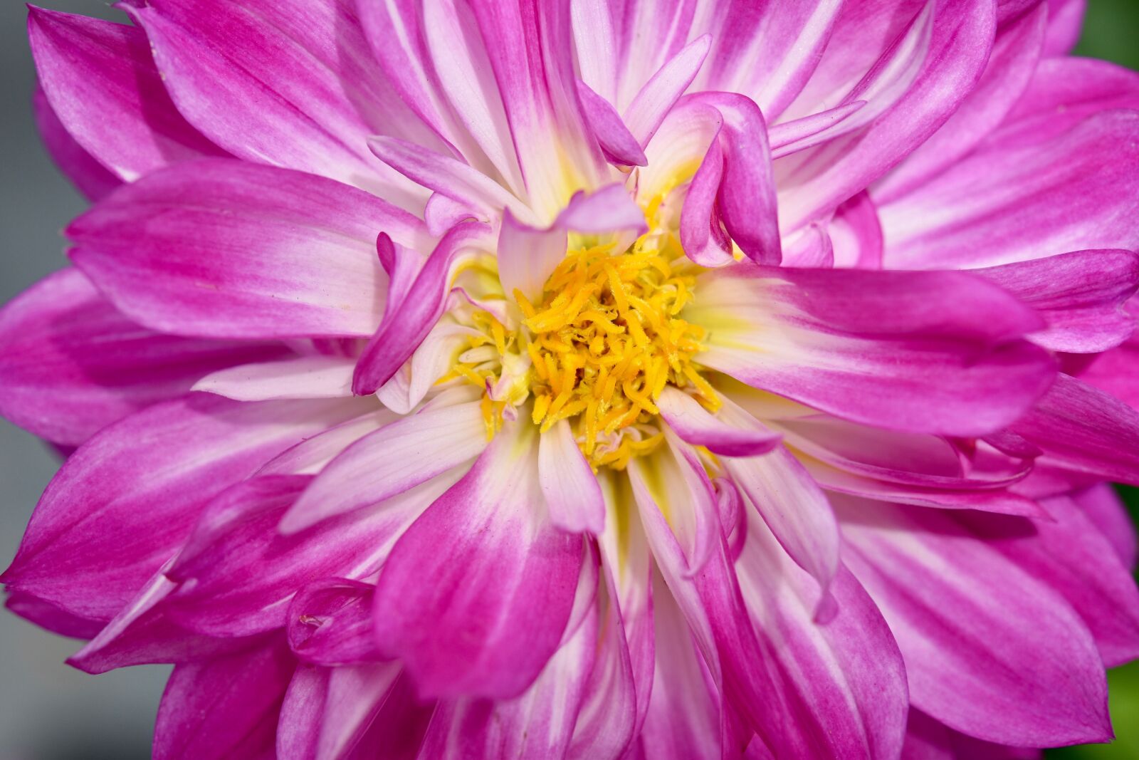 Nikon D5600 sample photo. Flower, plant, dahlia photography