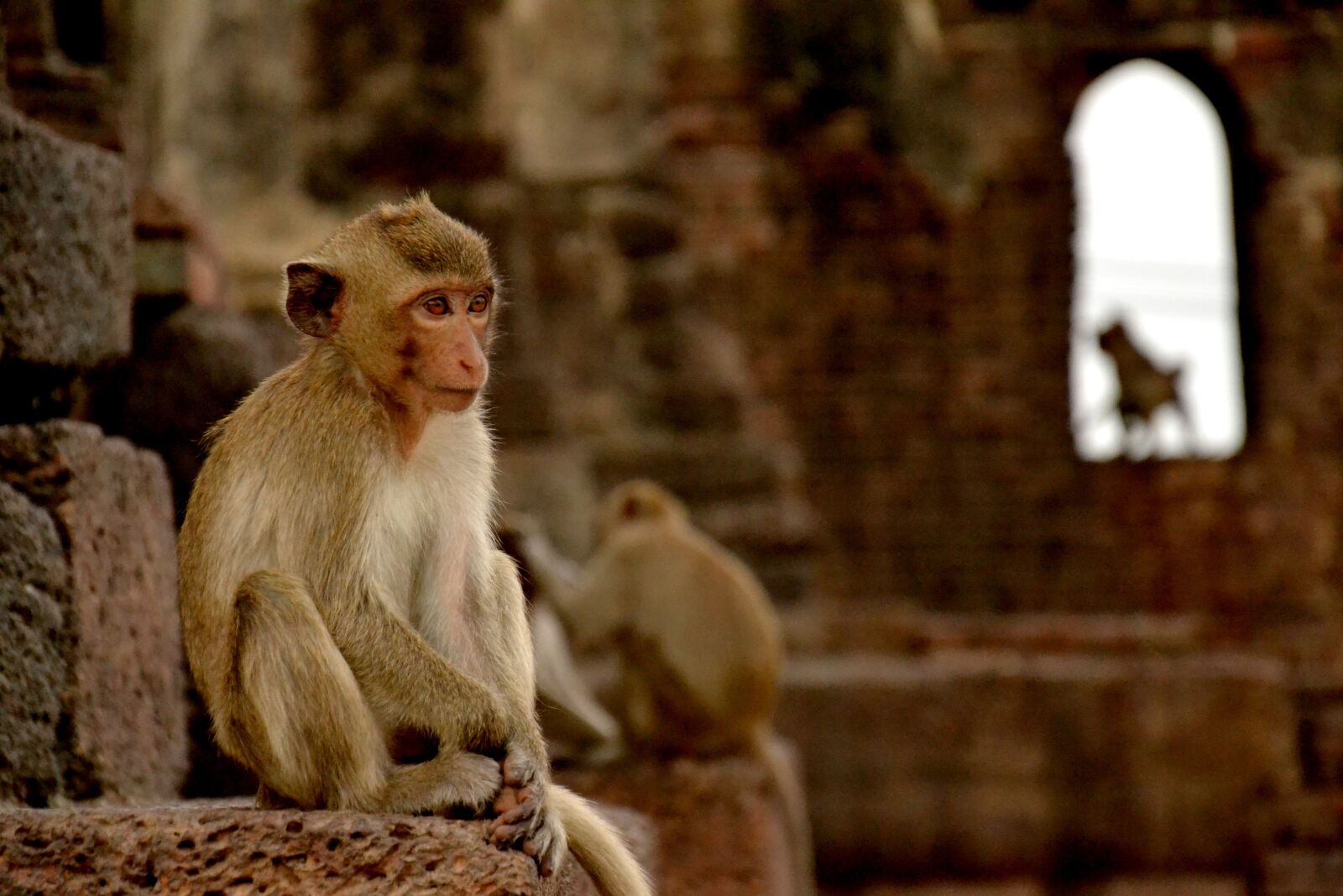 Nikon D3100 sample photo. Monkey, lopburi, thailand photography