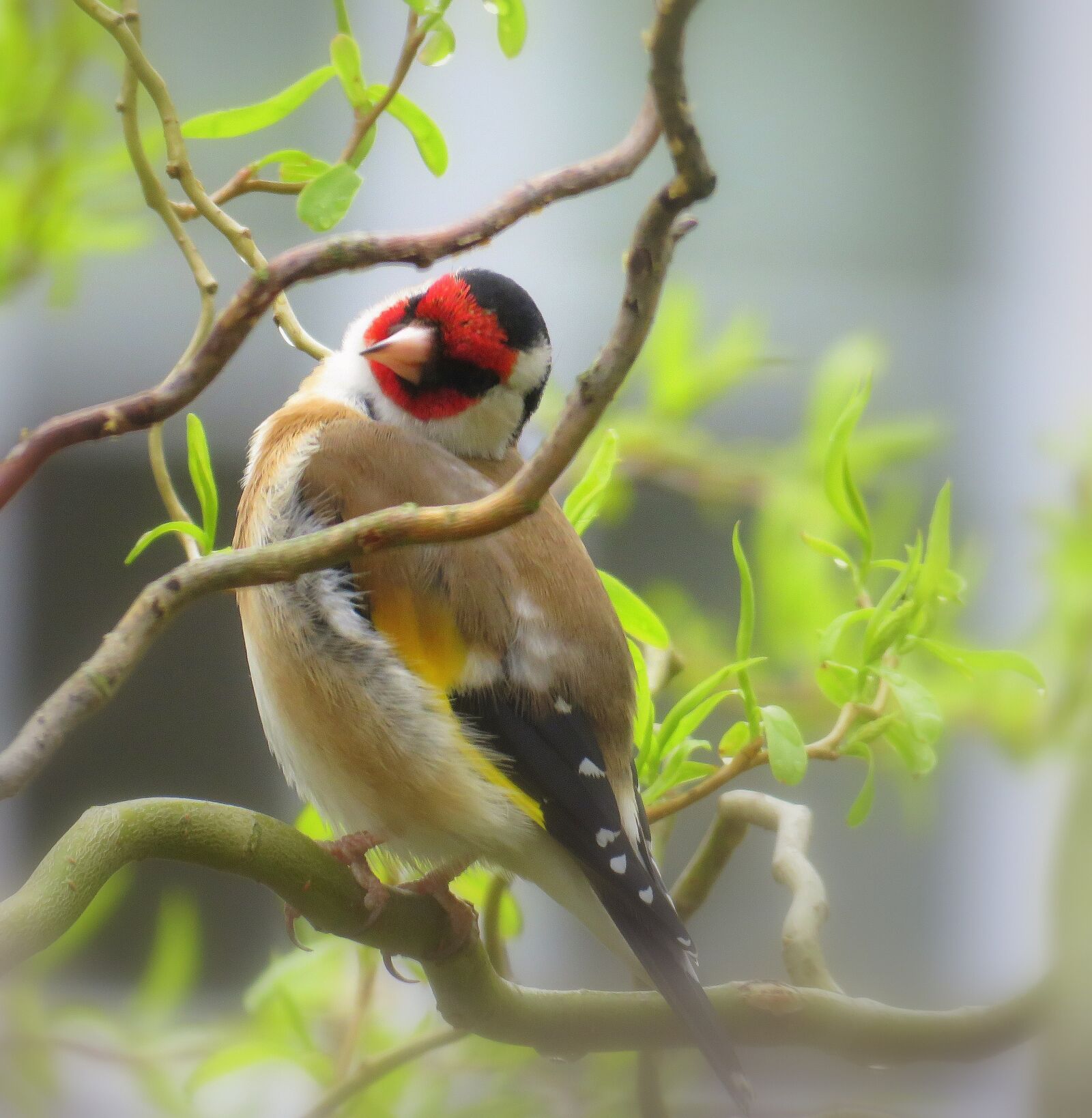 Canon PowerShot SX60 HS sample photo. Bullfinch, english bird, redhead photography