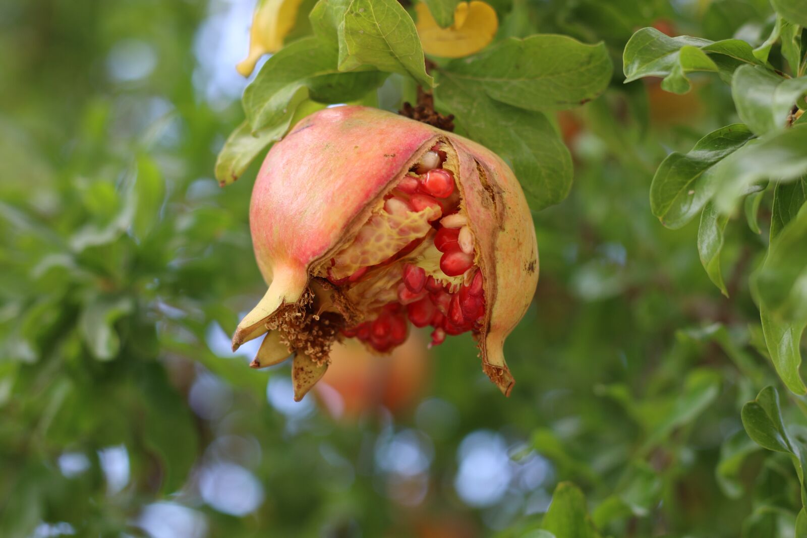 Canon EOS 70D + Canon EF 50mm F1.8 STM sample photo. Pomegranate, fruit, seeds photography