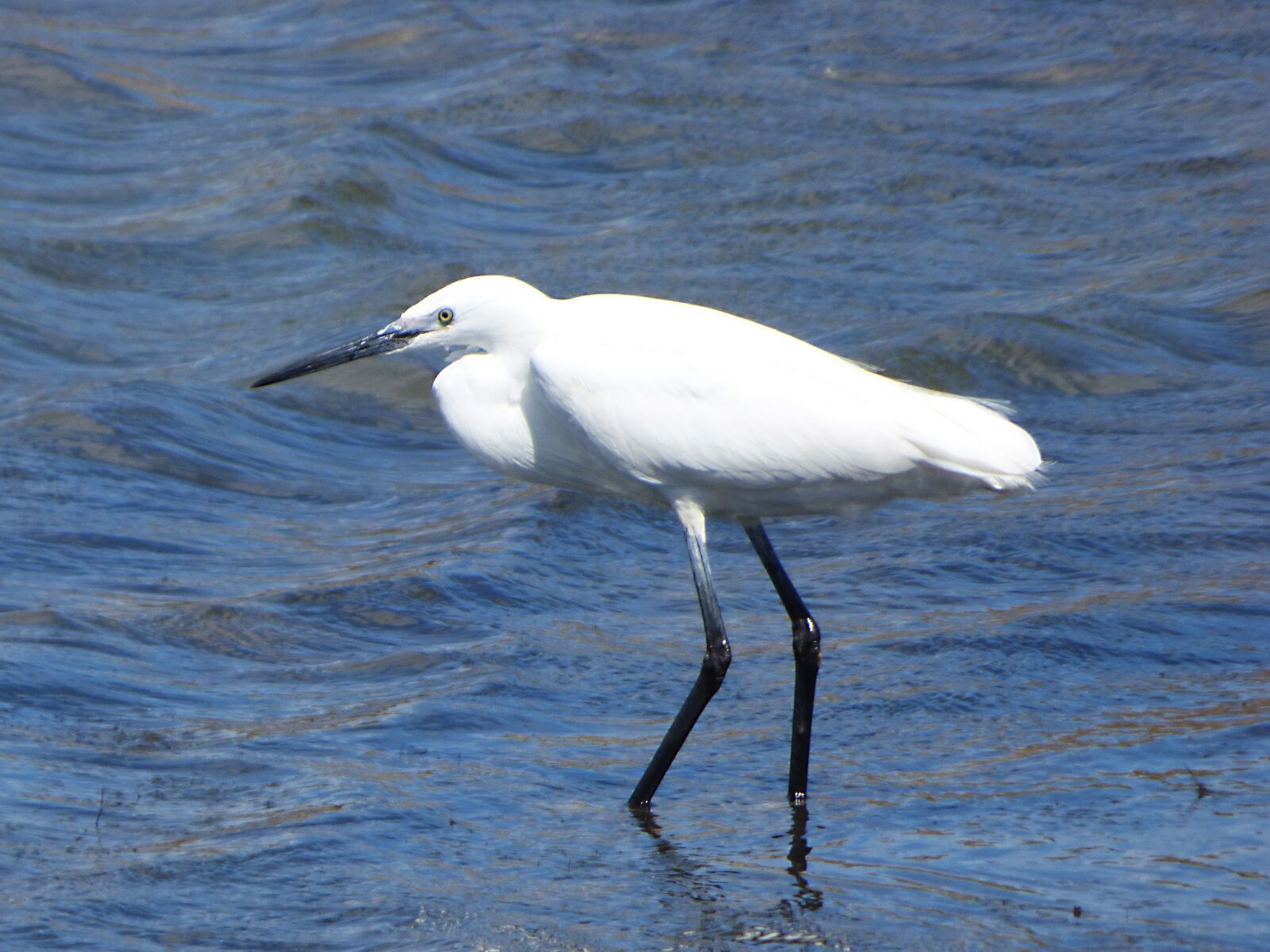 Panasonic Lumix DMC-FZ70 sample photo. Little egret, water bird photography