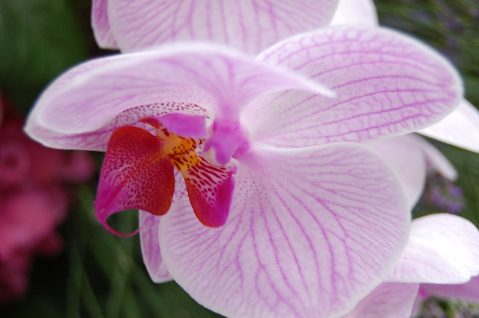 Nikon D40 sample photo. Flower, nature, plant photography