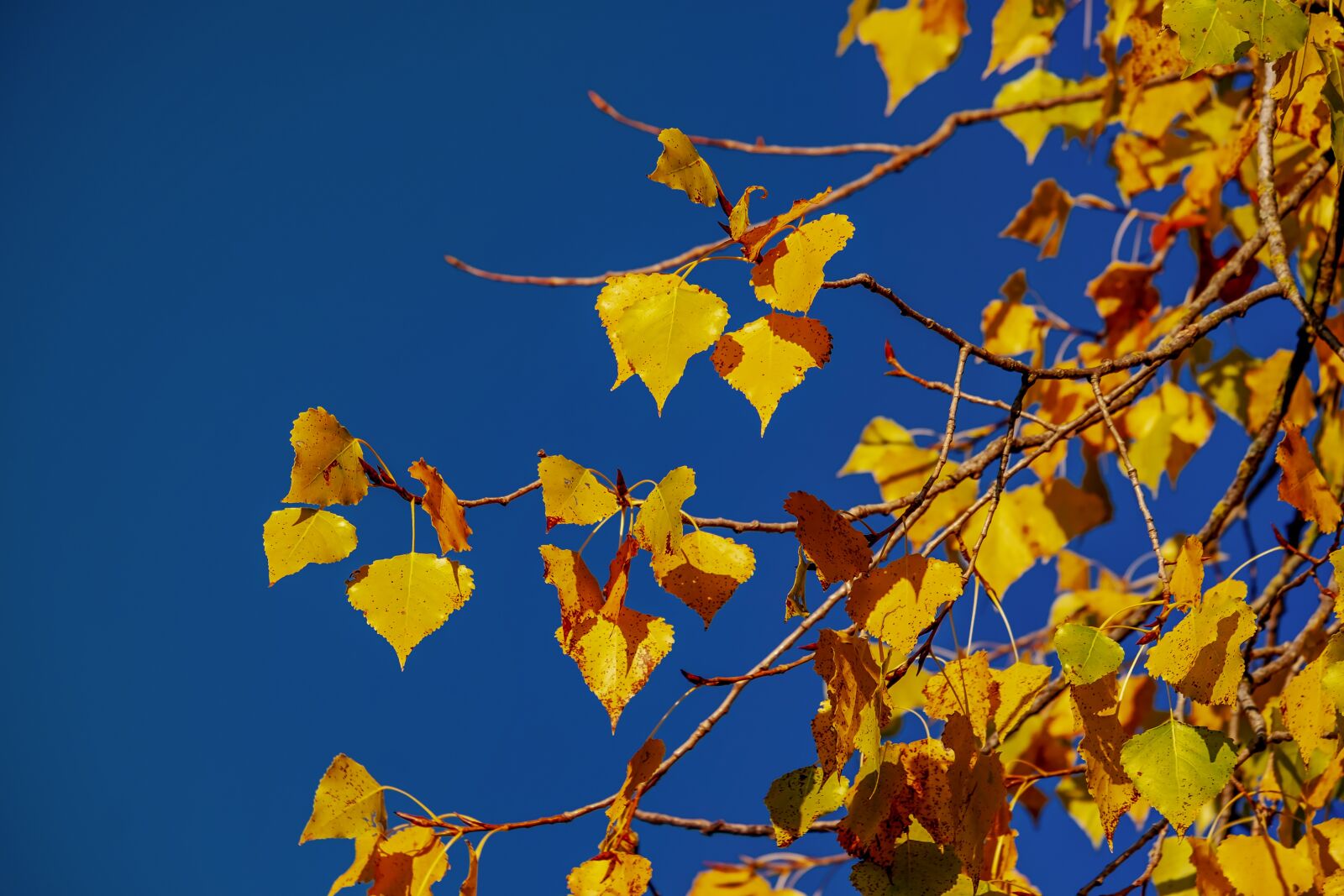 Fujifilm XF 55-200mm F3.5-4.8 R LM OIS sample photo. Lipovina, autumn, golden october photography