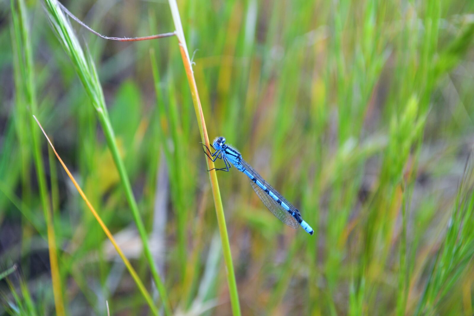 Nikon D3100 sample photo. Dragonfly, insect, lake photography