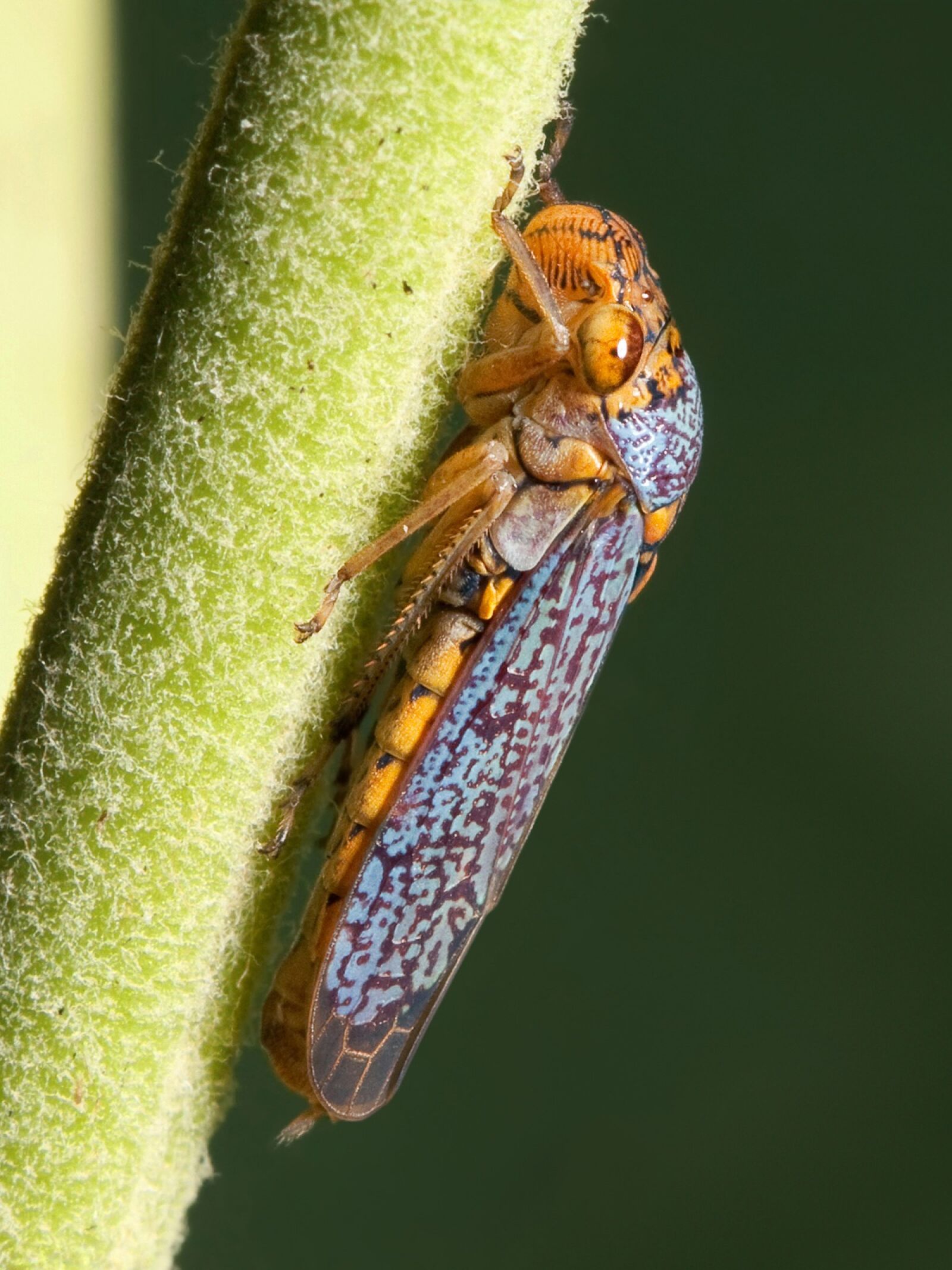 Canon EOS 450D (EOS Rebel XSi / EOS Kiss X2) sample photo. Cicada, zwergzikaden, oncometopia orbona photography