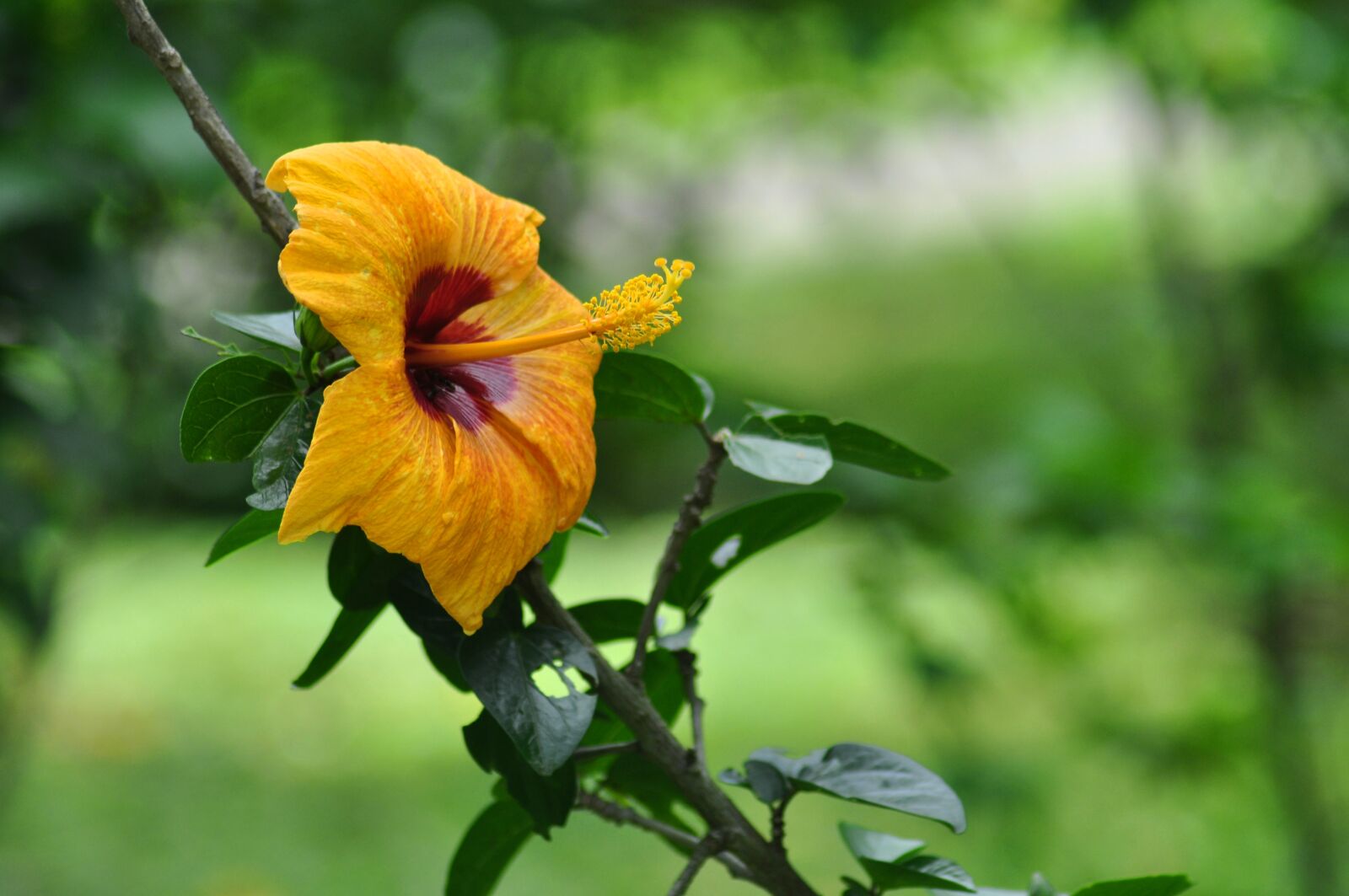 Nikon D90 sample photo. Yellow hibiscus, closeup flower photography