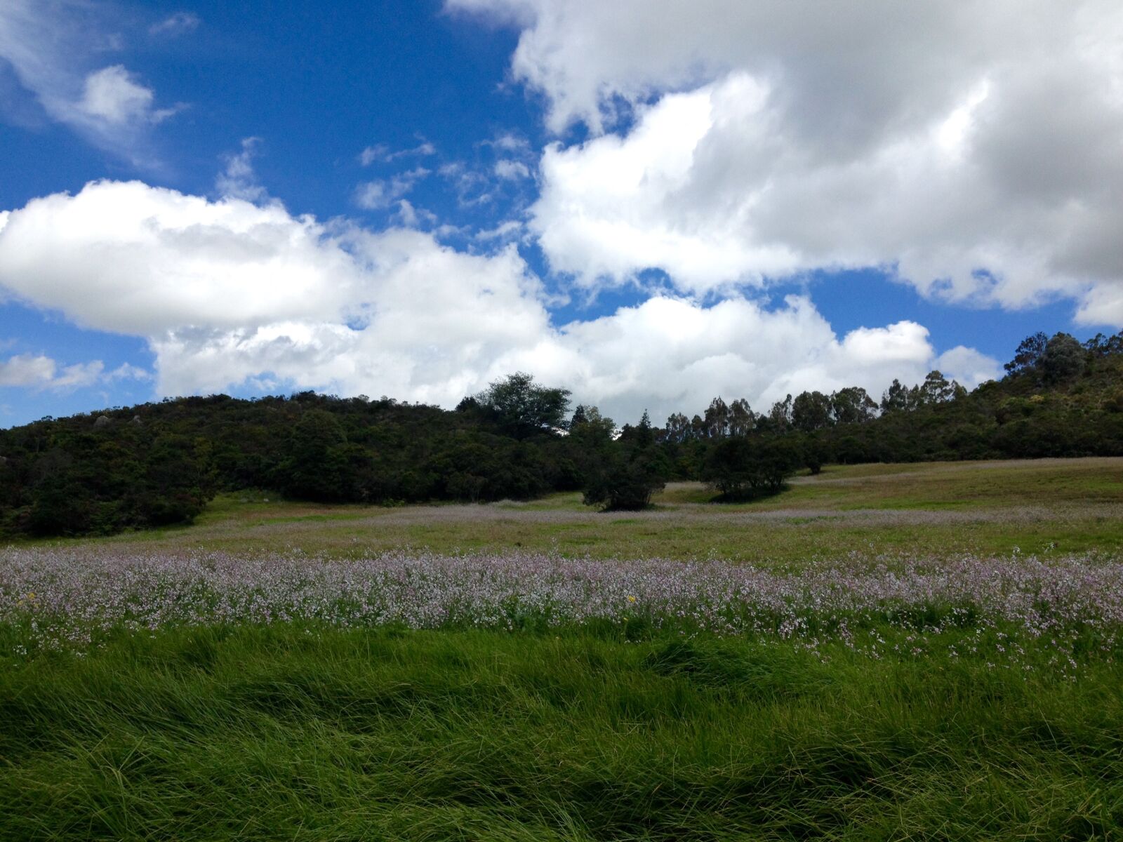 Apple iPhone 4S sample photo. Sky, grass, landscape photography