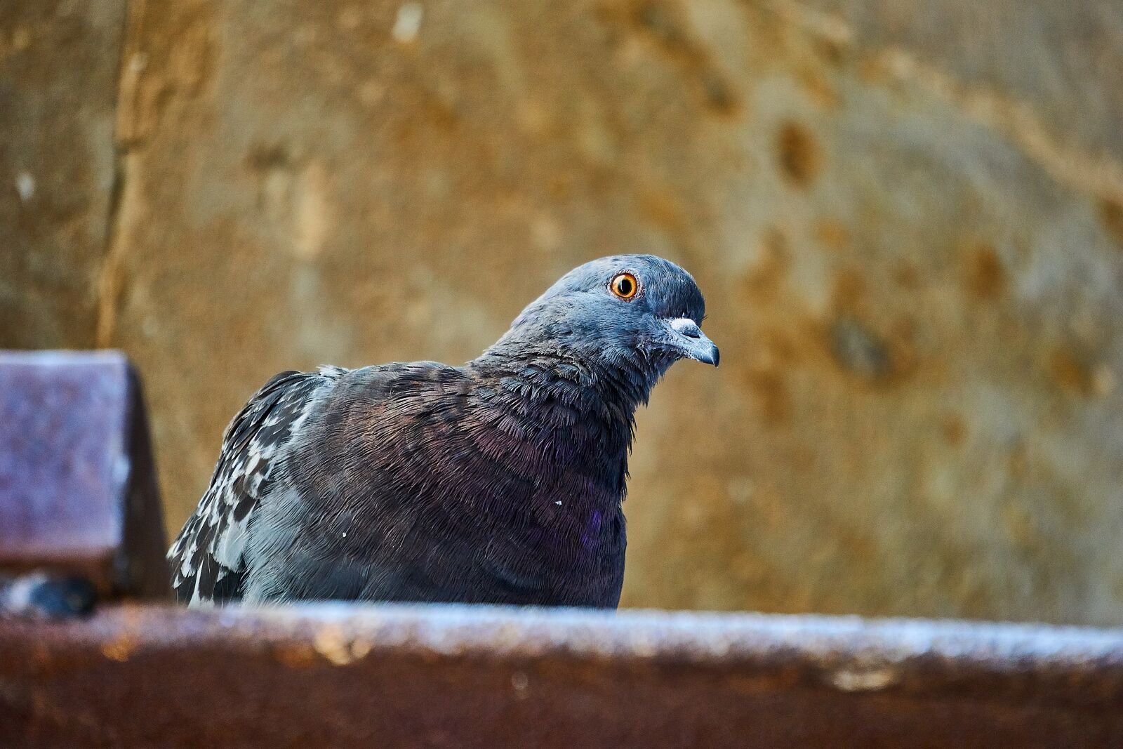 Sony E 55-210mm F4.5-6.3 OSS sample photo. Dove, birds, gable photography