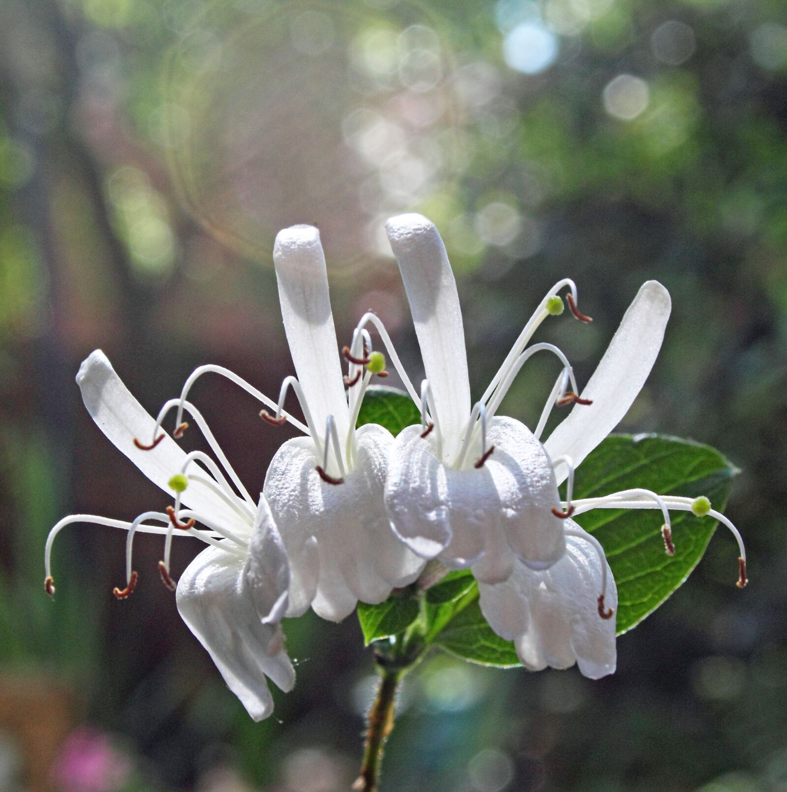 Canon EOS 500D (EOS Rebel T1i / EOS Kiss X3) sample photo. Flowers, white, garden photography
