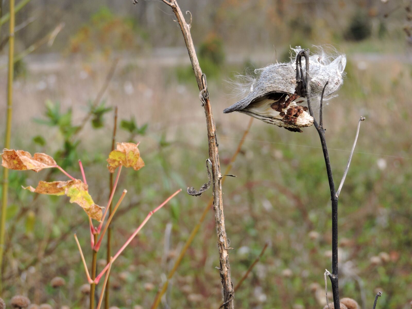 Nikon Coolpix P600 sample photo. Fluffy, common, milkweed, seed photography