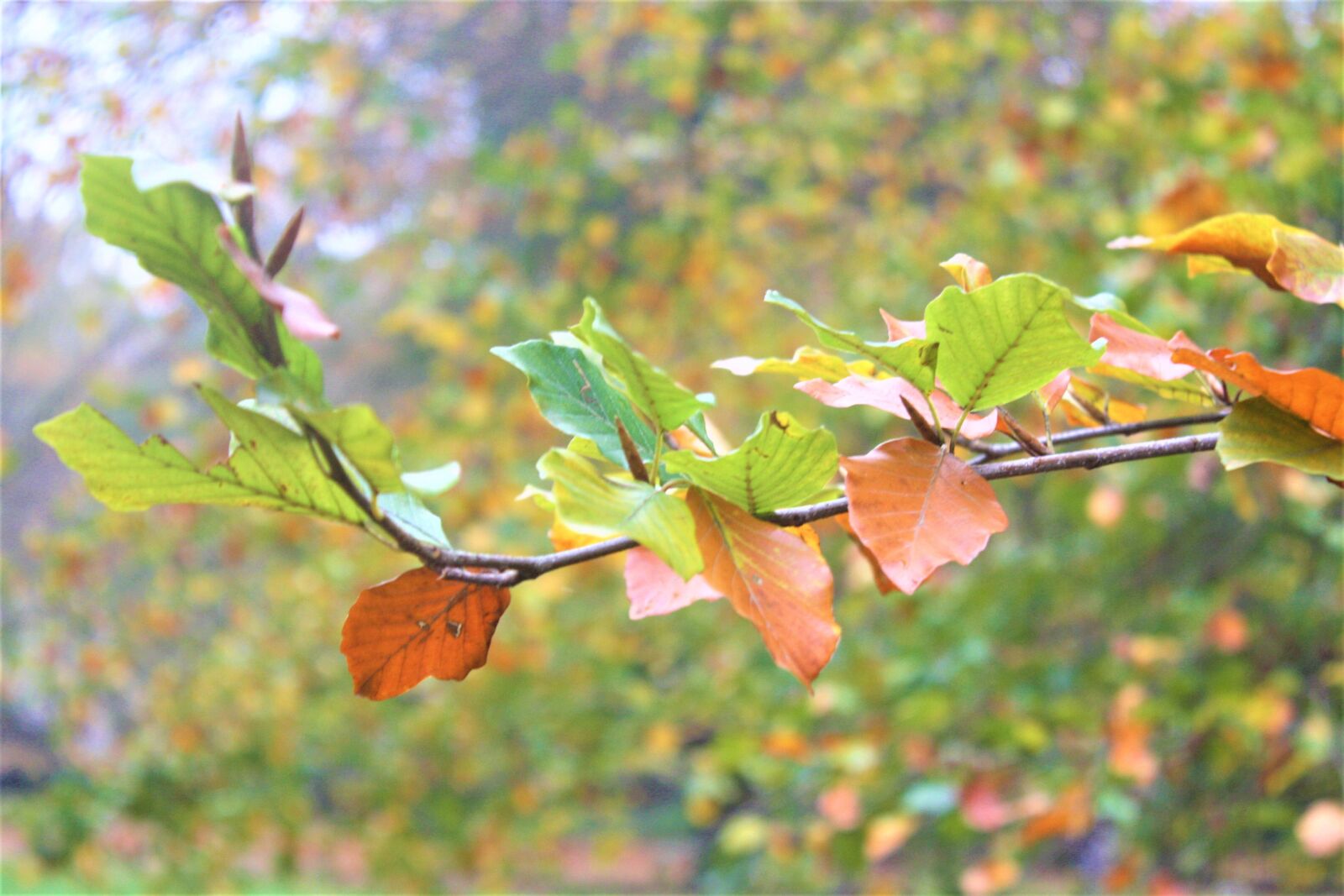 Canon EOS 1000D (EOS Digital Rebel XS / EOS Kiss F) sample photo. Autumn colours, autumn, autumn photography