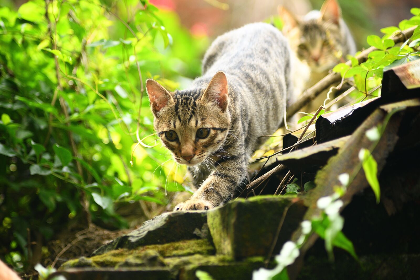Nikon D750 sample photo. Nature, animal, cute photography