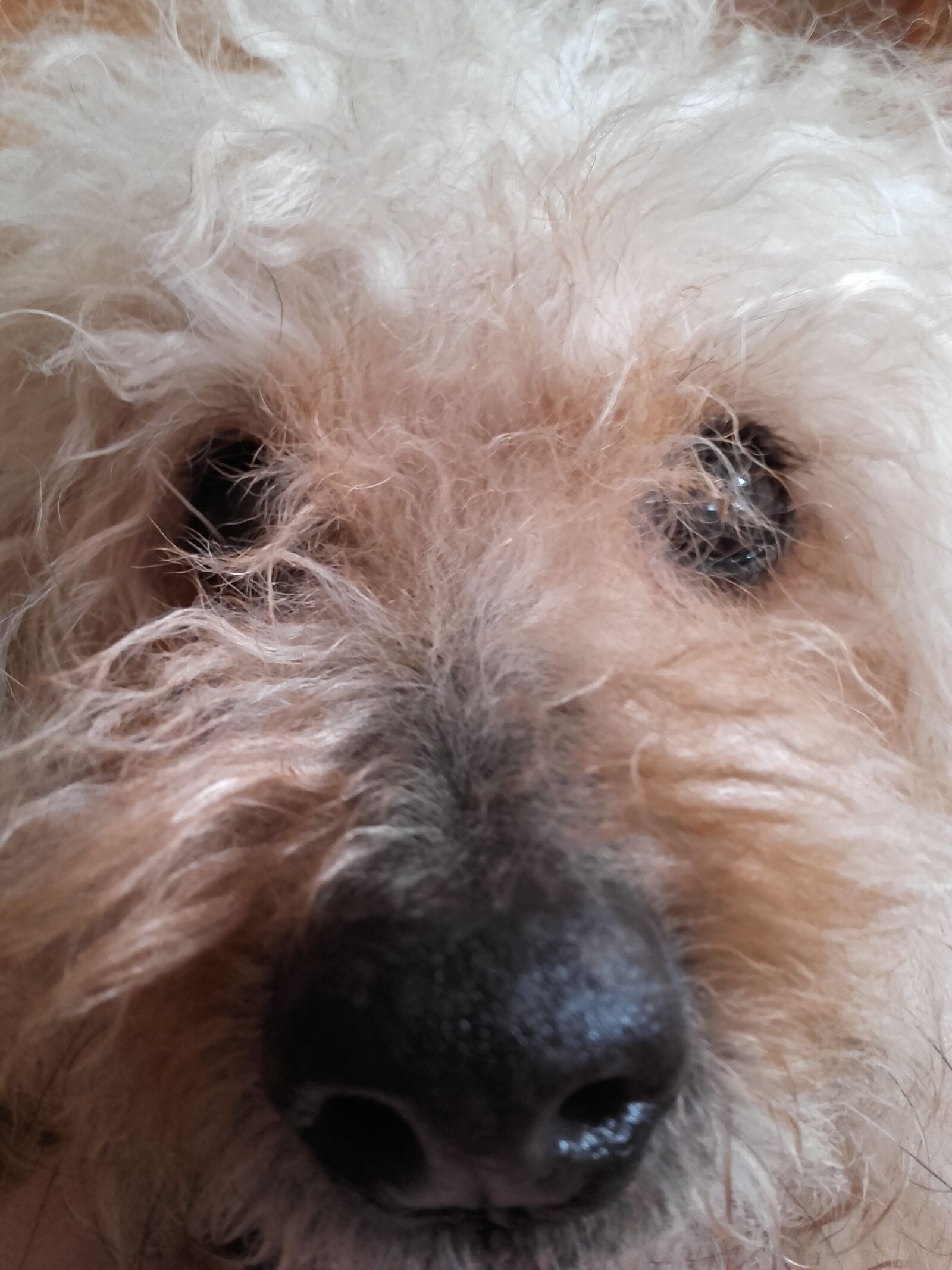 Samsung Galaxy Grand Prime sample photo. Dog, shaggy-dog, face dog photography