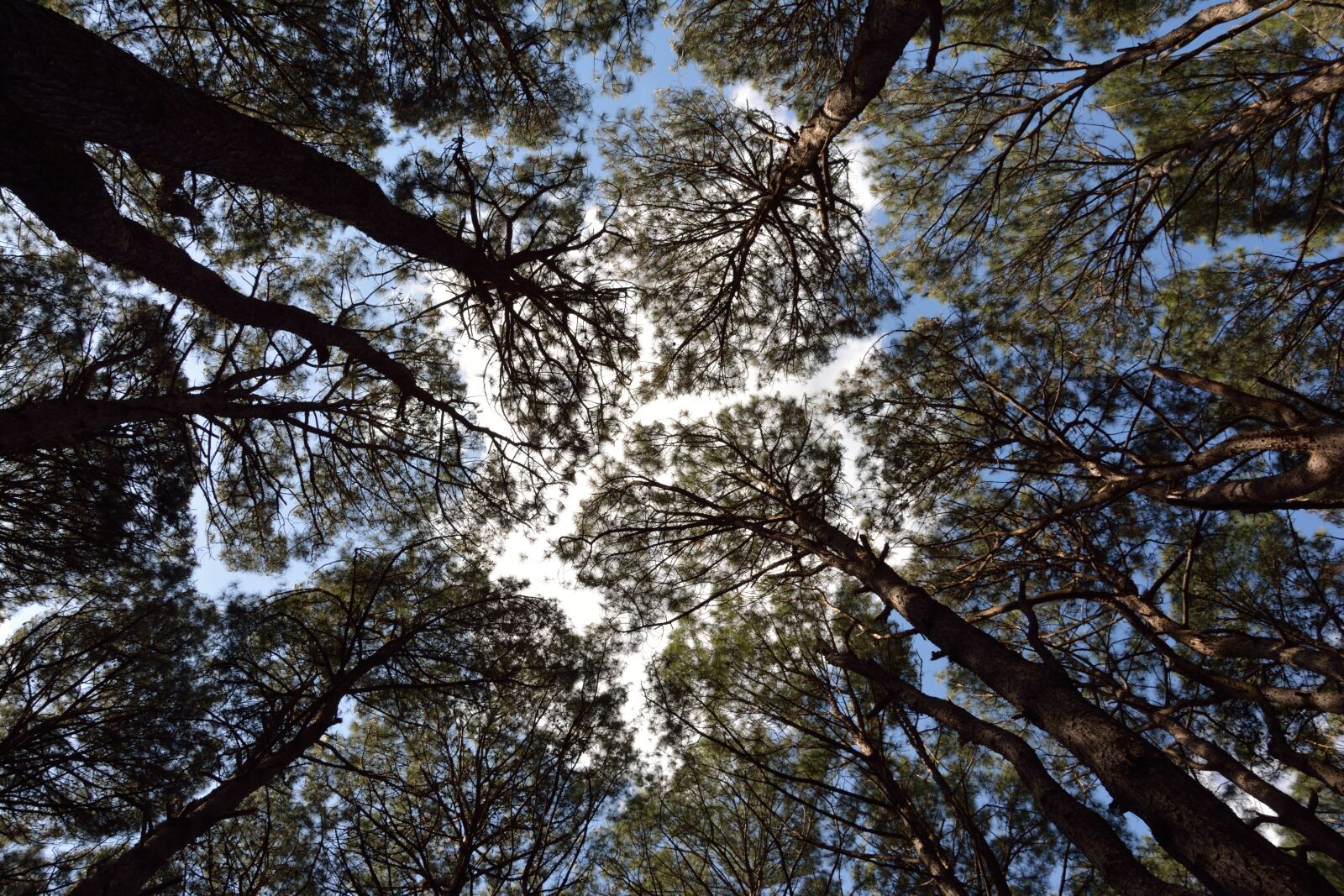 Nikon D7100 sample photo. Forest, foliage, sky photography