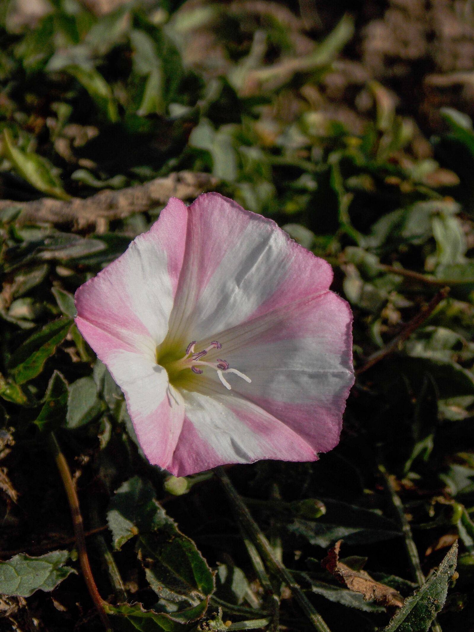 Nikon COOLPIX L320 sample photo