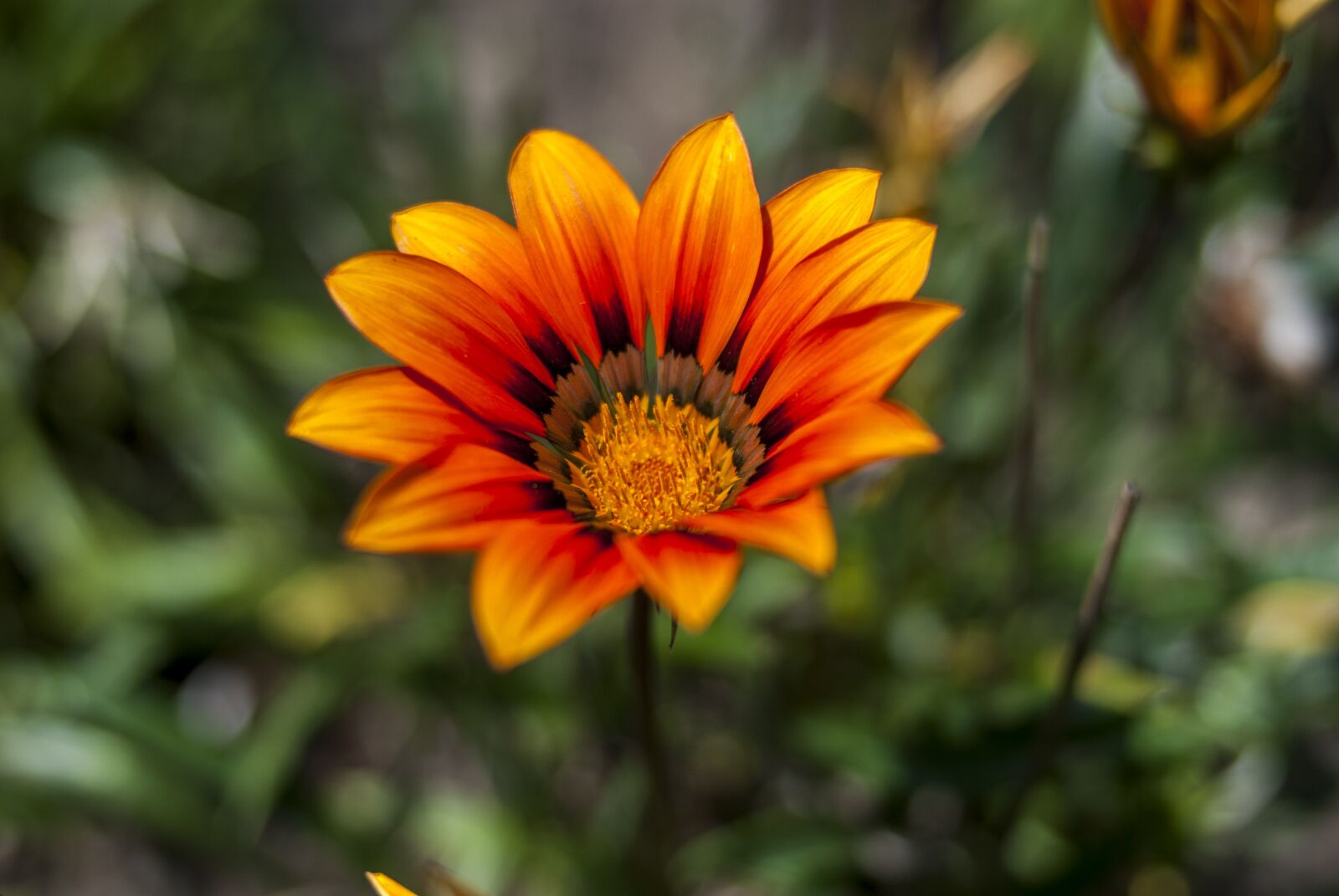 Nikon D60 sample photo. Nature, flower, plant photography