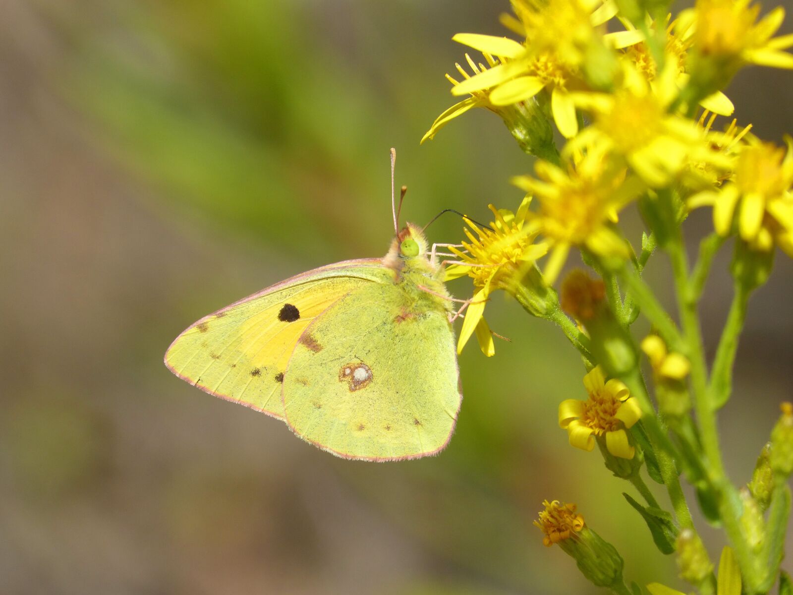 Panasonic DMC-FZ62 sample photo. Butterfly, flower, libar photography