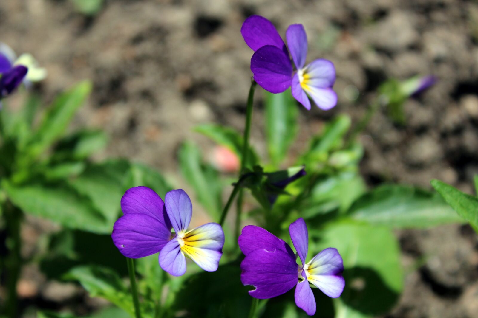 Canon EOS 1200D (EOS Rebel T5 / EOS Kiss X70 / EOS Hi) sample photo. Flowers, pansies, plants photography