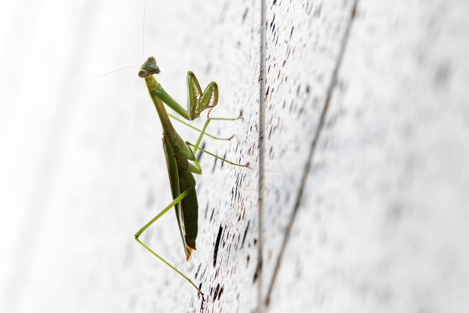 Canon EF 70-200mm F2.8L USM sample photo. Mantis, insects, nature photography