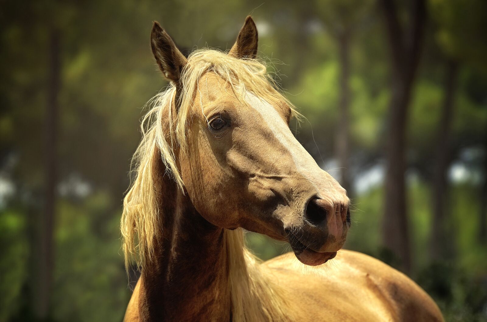 Nikon D7000 sample photo. Horse, animals, equine photography