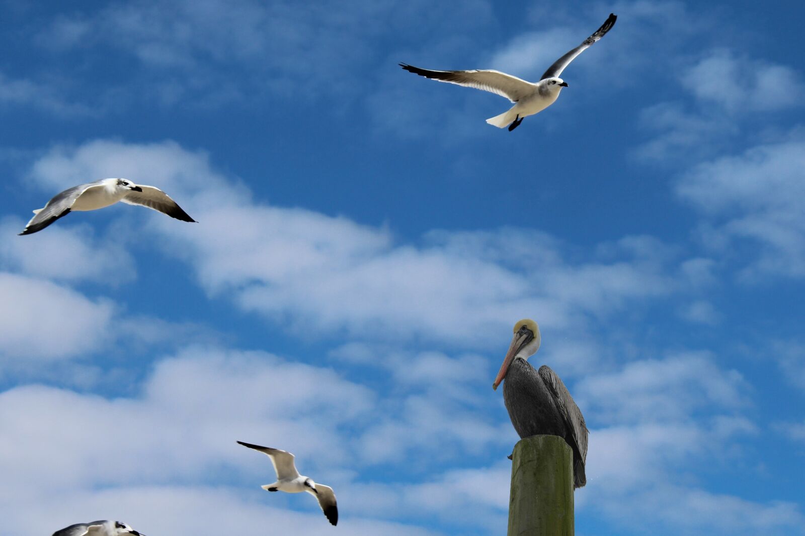 Canon EOS 1200D (EOS Rebel T5 / EOS Kiss X70 / EOS Hi) sample photo. Seagulls, pelican, sea life photography