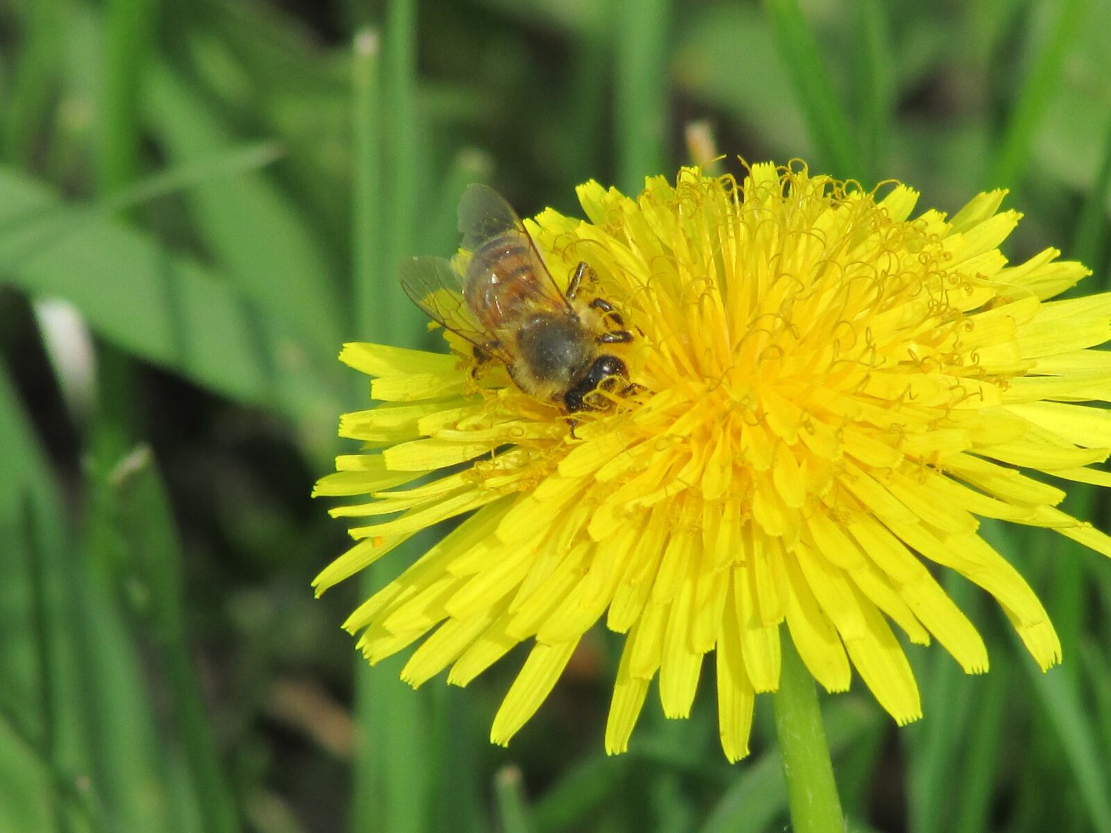 Canon PowerShot SX500 IS sample photo. Bee, spring, garden photography