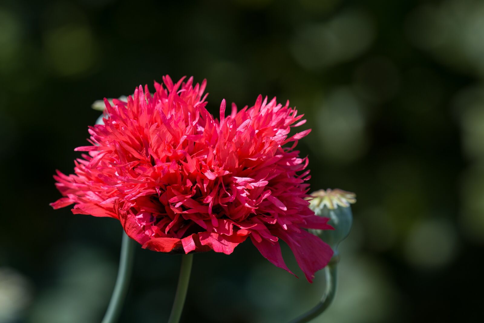 Nikon D7100 sample photo. Poppy, filled poppy, red photography