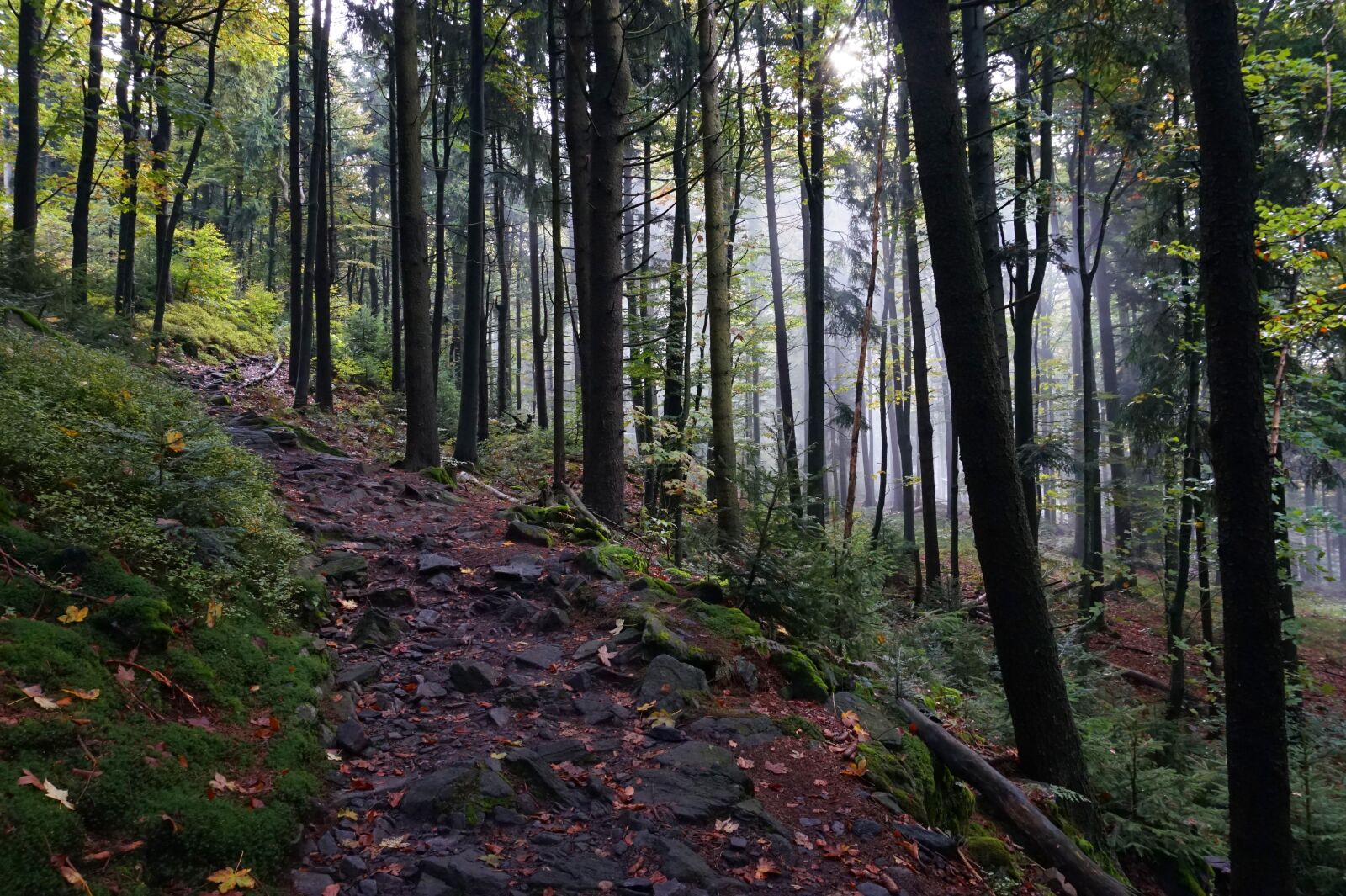 Sony Alpha a5000 (ILCE 5000) sample photo. Forest, away, fog photography