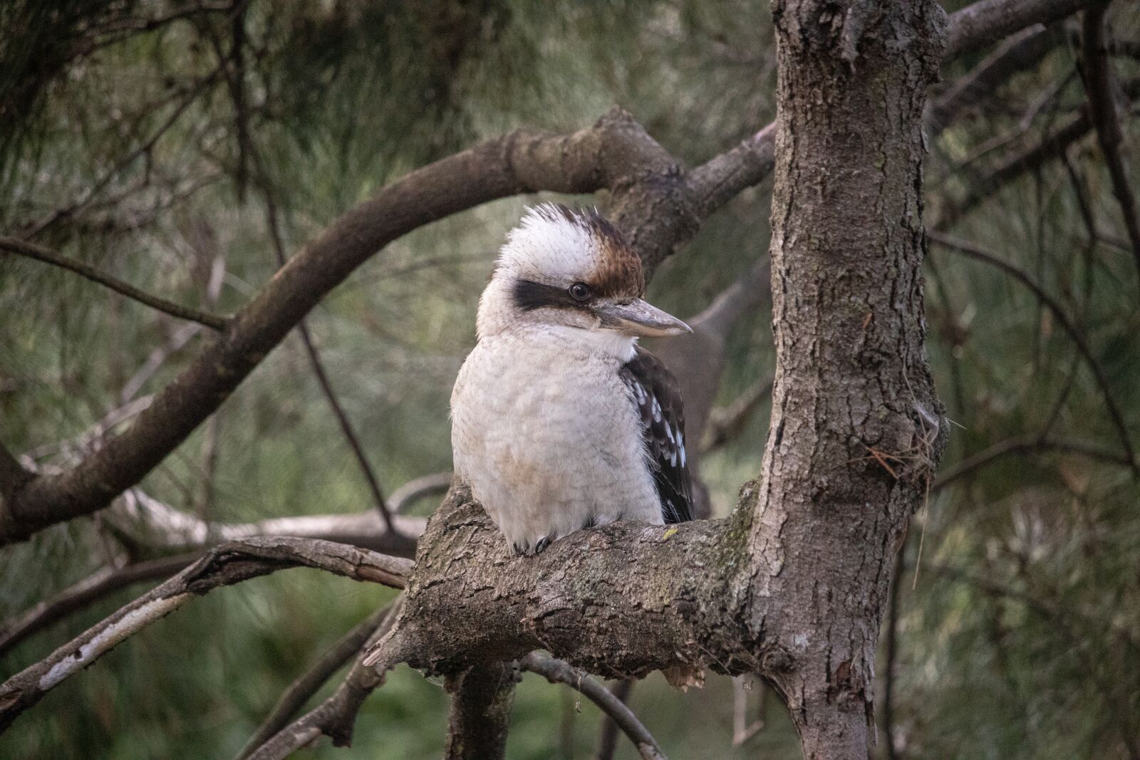 Canon EOS 200D (EOS Rebel SL2 / EOS Kiss X9) sample photo. Kookaburra, australia, bird photography