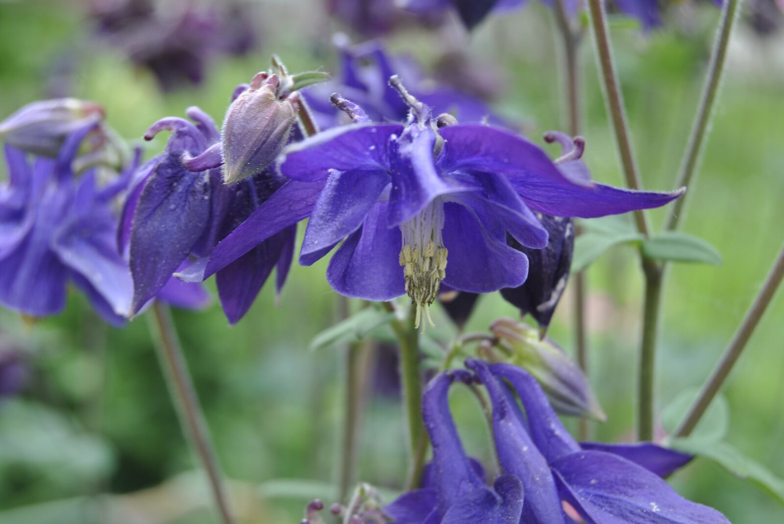 Nikon D3000 sample photo. Plant, nature, flower photography