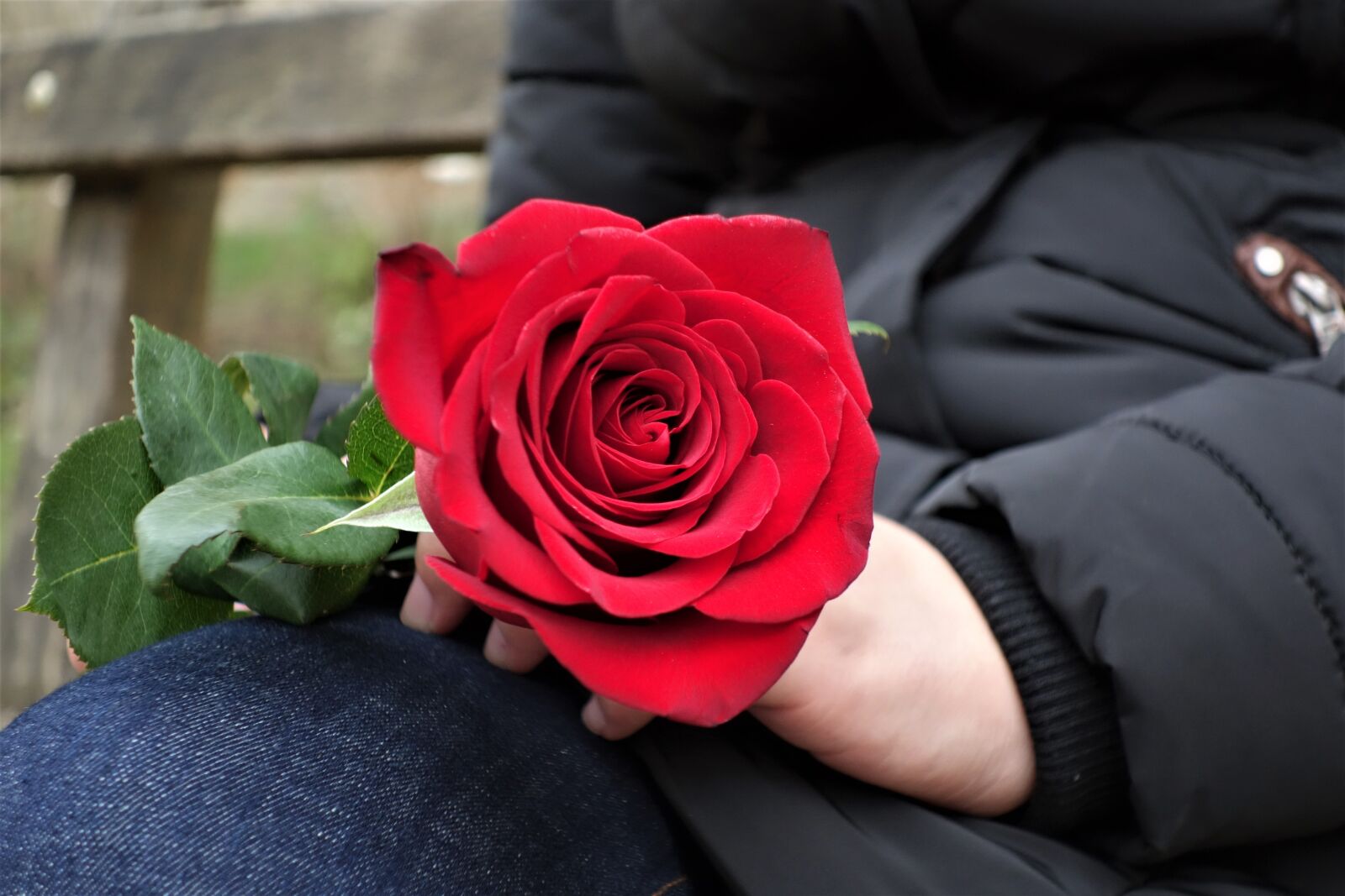 Sony Cyber-shot DSC-RX100 II sample photo. Girl with red rose photography