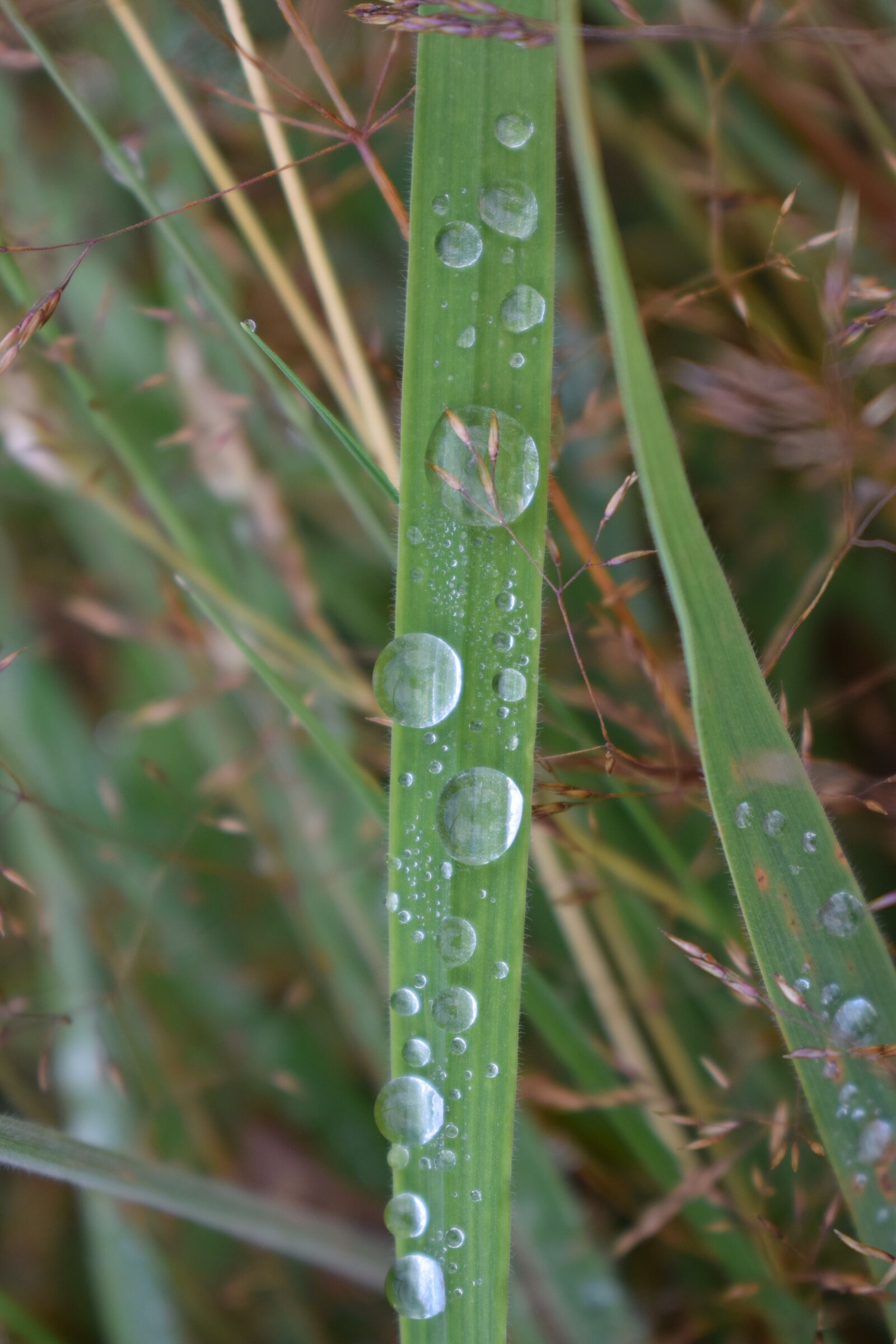 Nikon D3300 sample photo. Waterdrops, grass, water photography