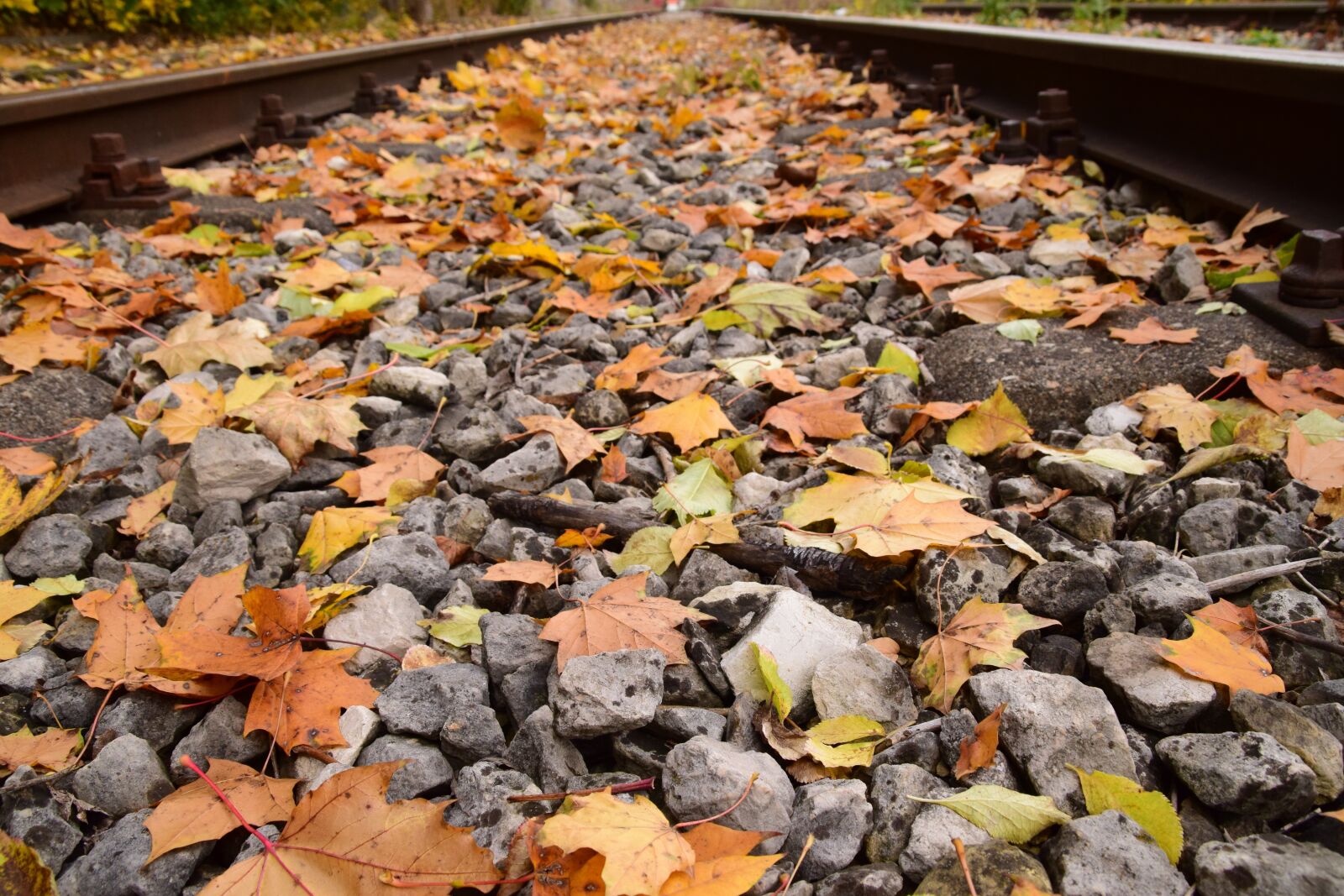 Nikon D3300 sample photo. Autumn, leaves, leaves in photography