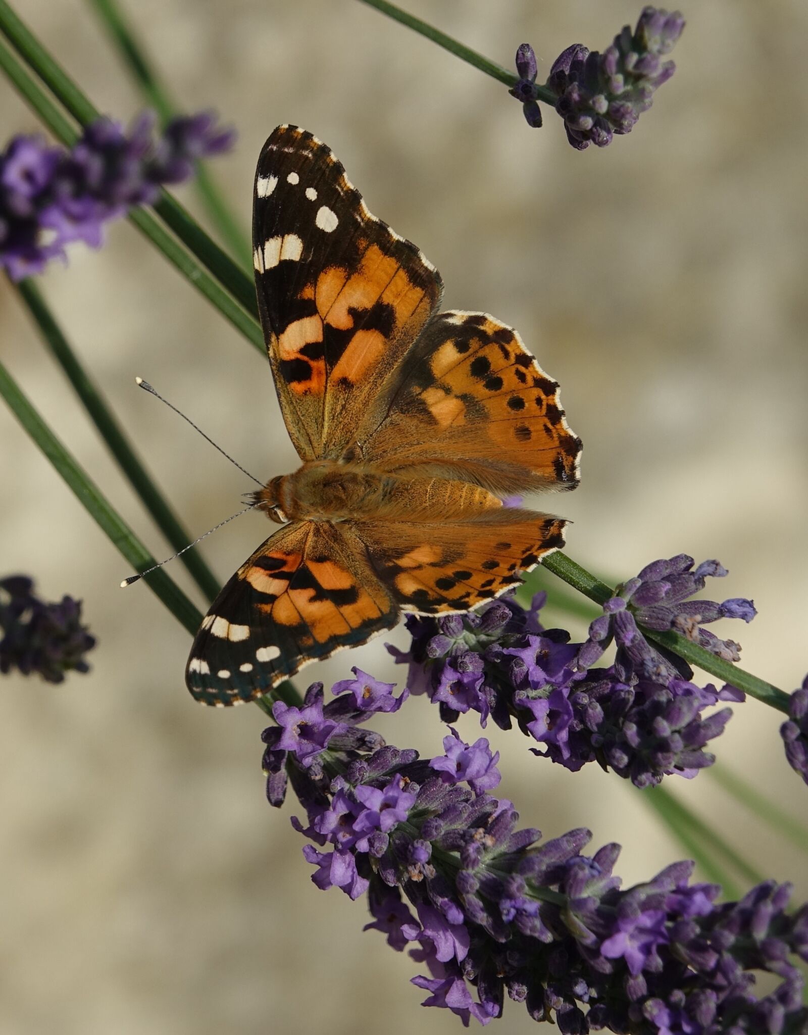 Sony Cyber-shot DSC-RX10 III sample photo. Butterfly, insect, nature photography