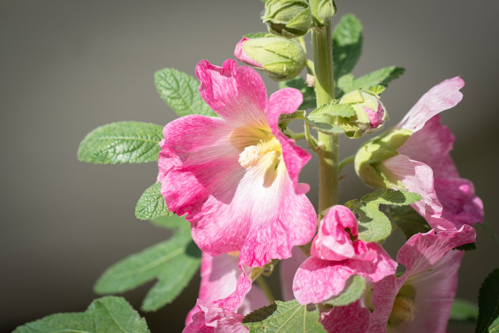 Nikon D750 sample photo. Stock rose, pink, flower photography