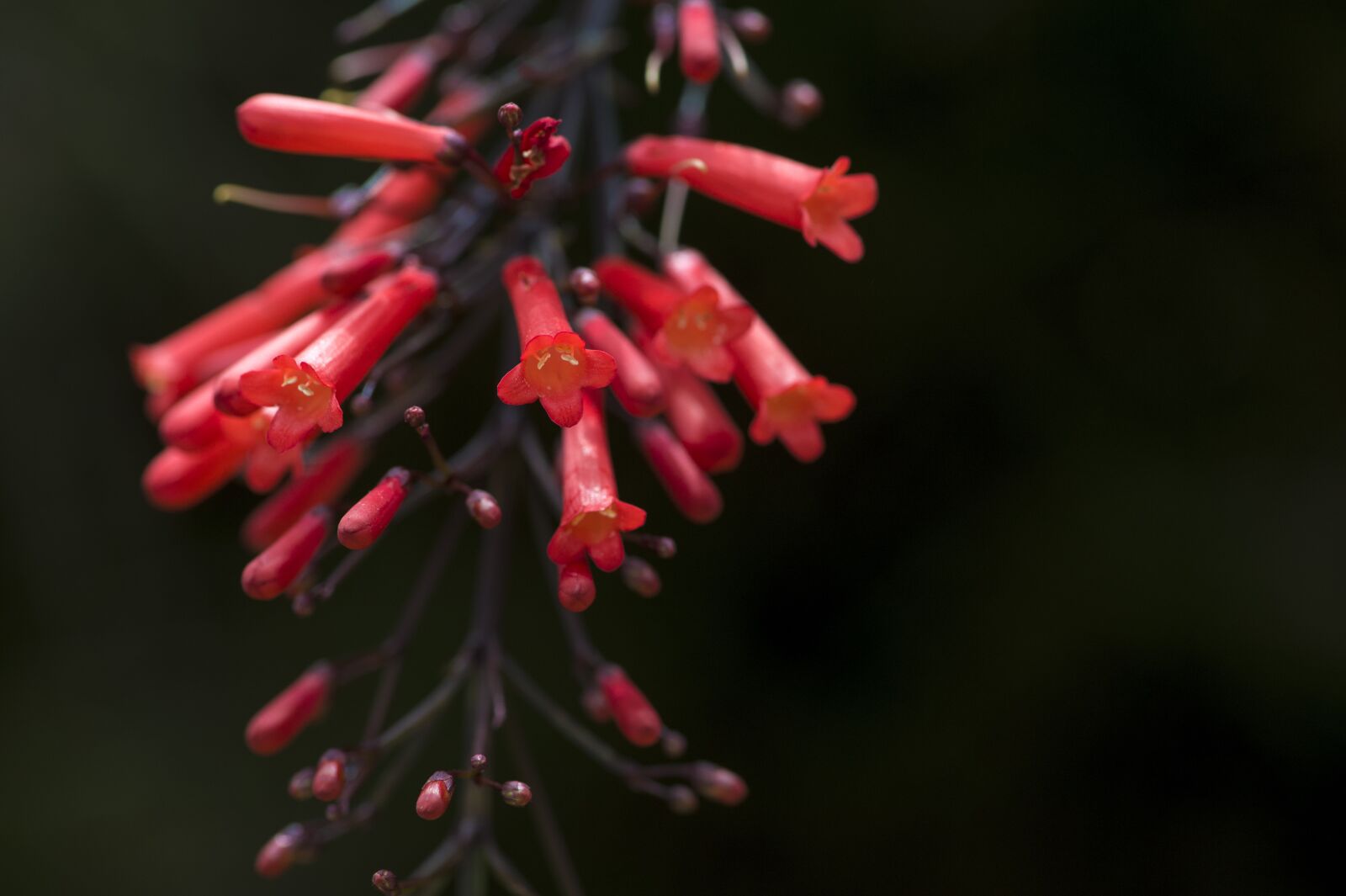 Nikon D4S sample photo. Flower, macro photography, tropical photography