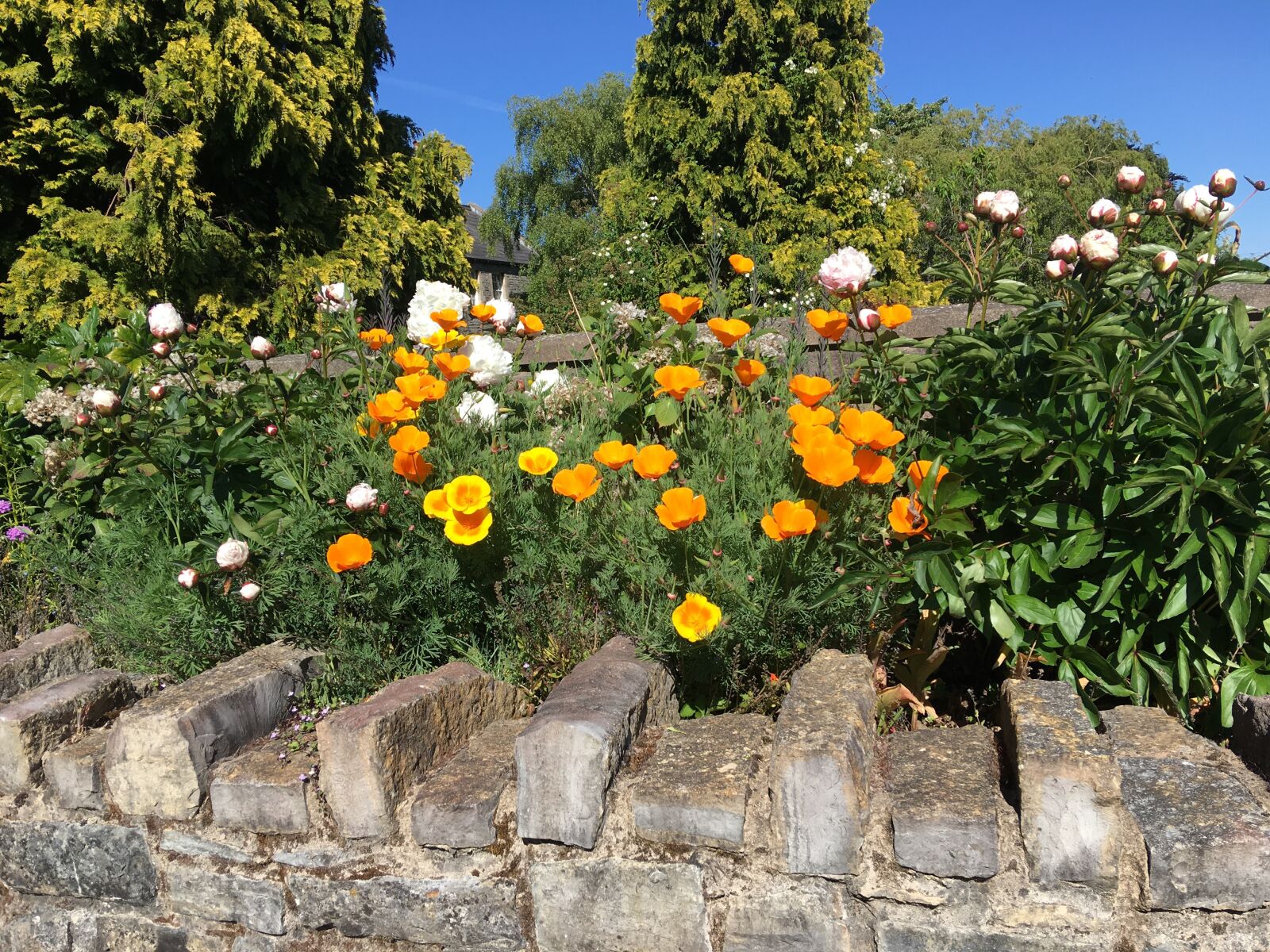 iPhone 6s Plus back camera 4.15mm f/2.2 sample photo. Penarth, gardens, flowers photography