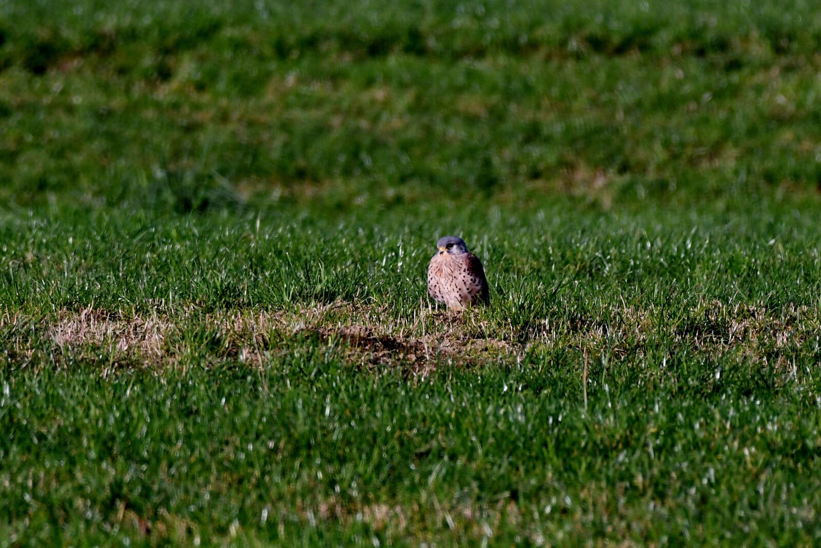 Nikon D500 sample photo. Valk, bird of prey photography