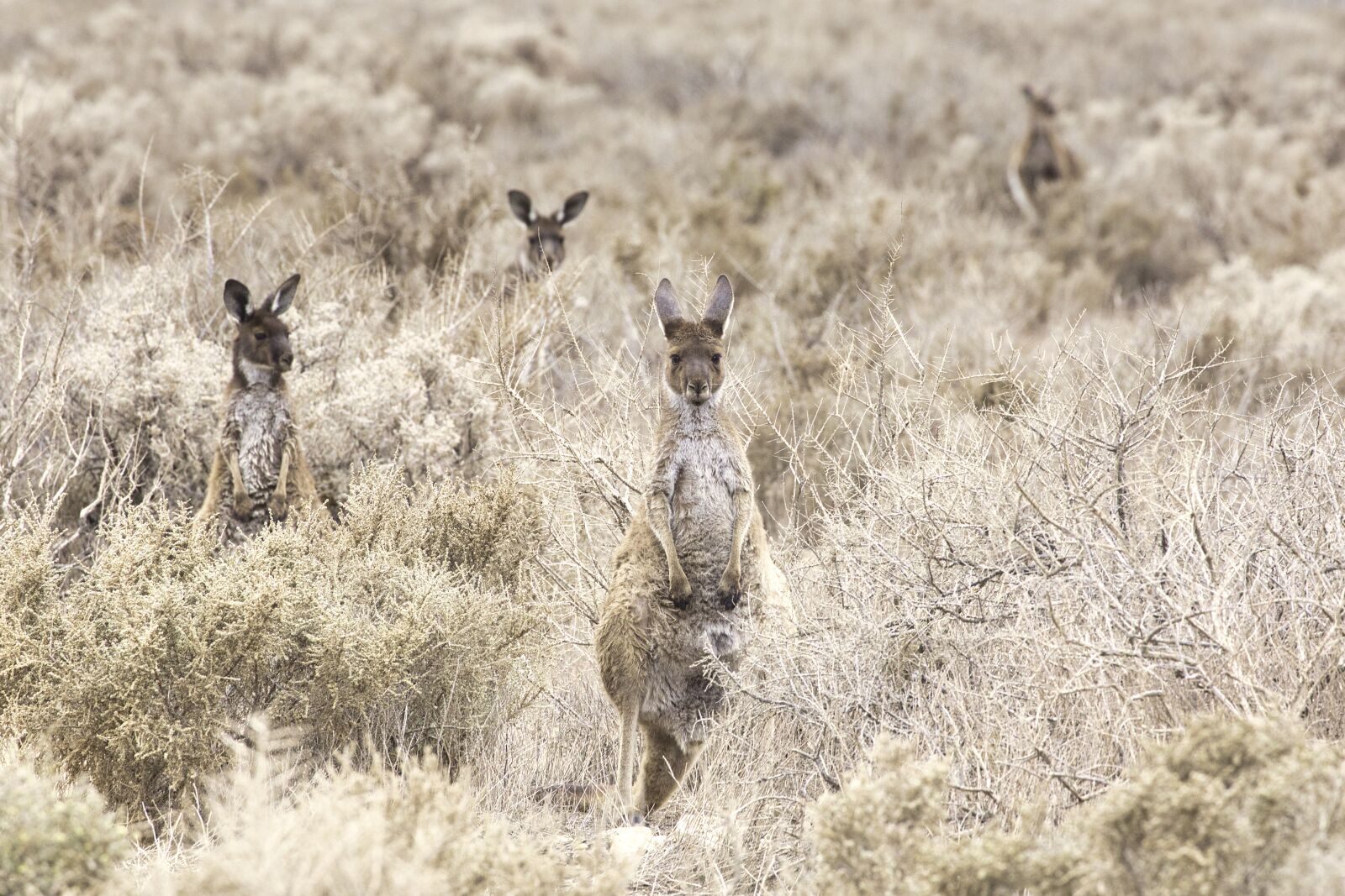Canon EOS 5D Mark IV sample photo. Wildlife, nature, animal photography