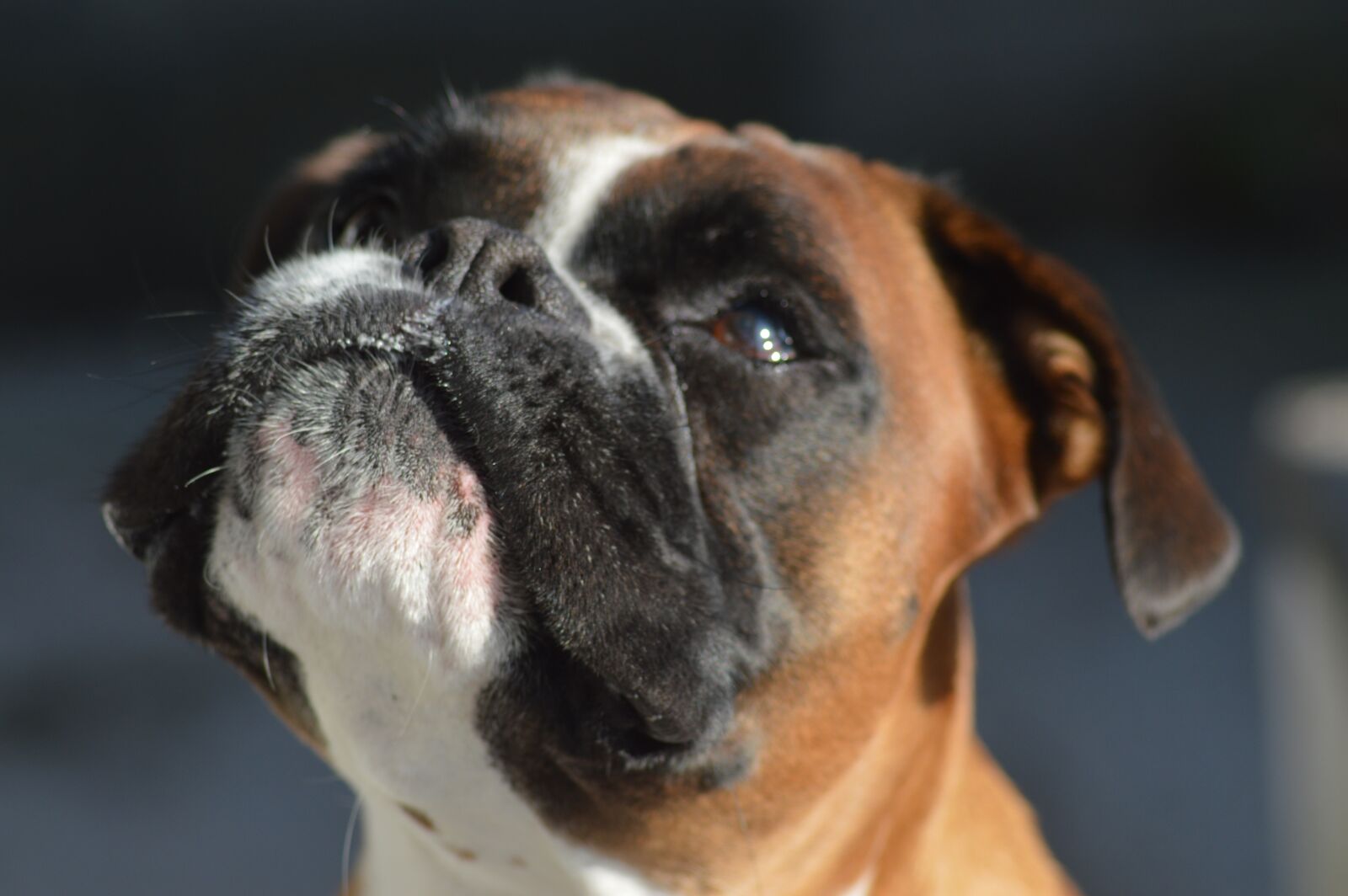 Nikon D3200 sample photo. Boxer, dog, pet photography