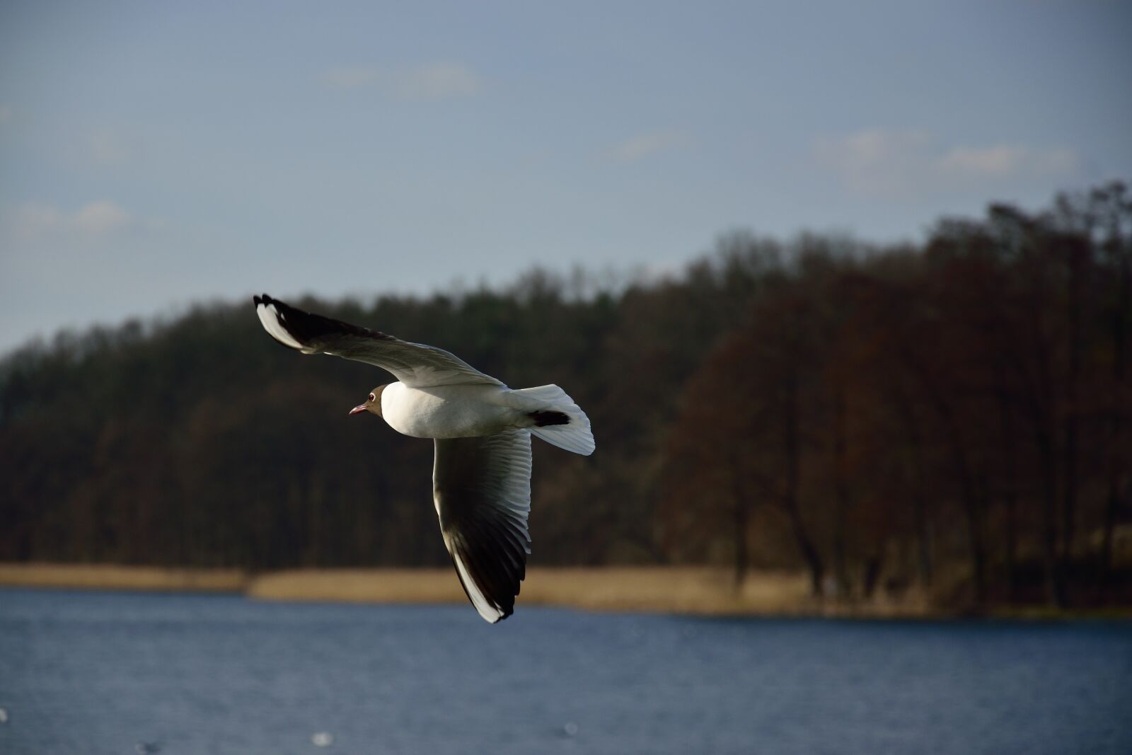 Nikon D3300 sample photo. Air, animal, background, bird photography