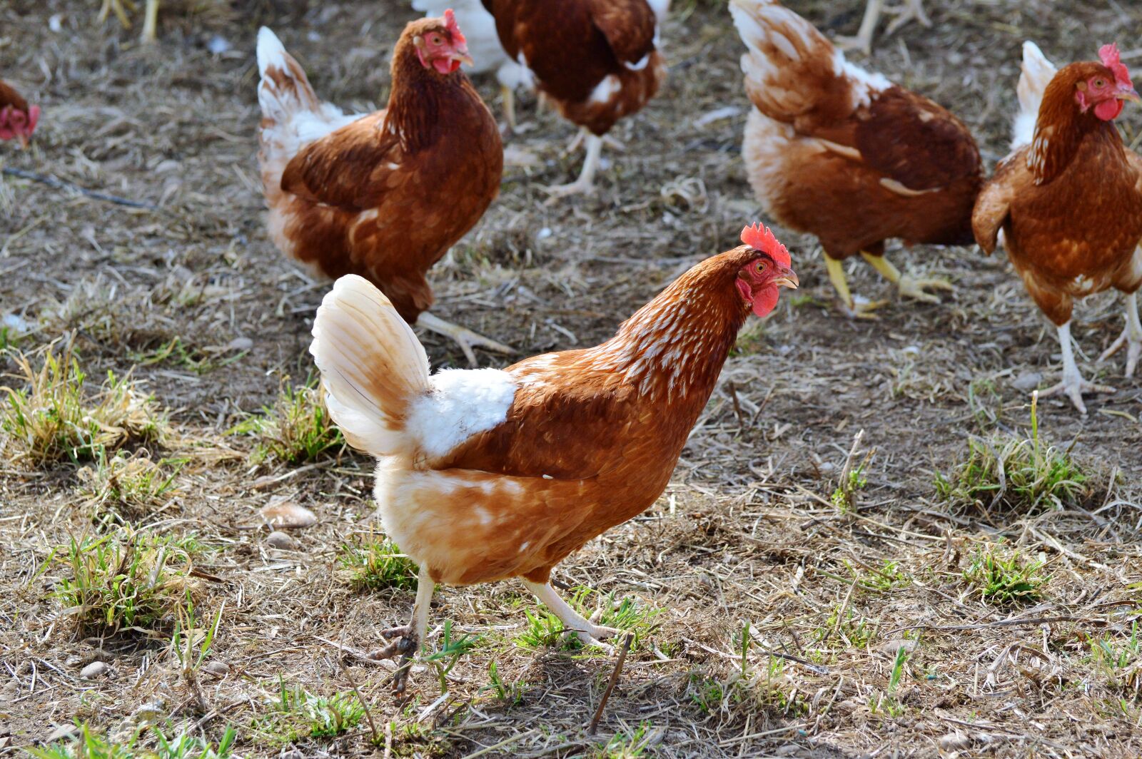 Nikon D3200 sample photo. Chicken, hen, poultry photography
